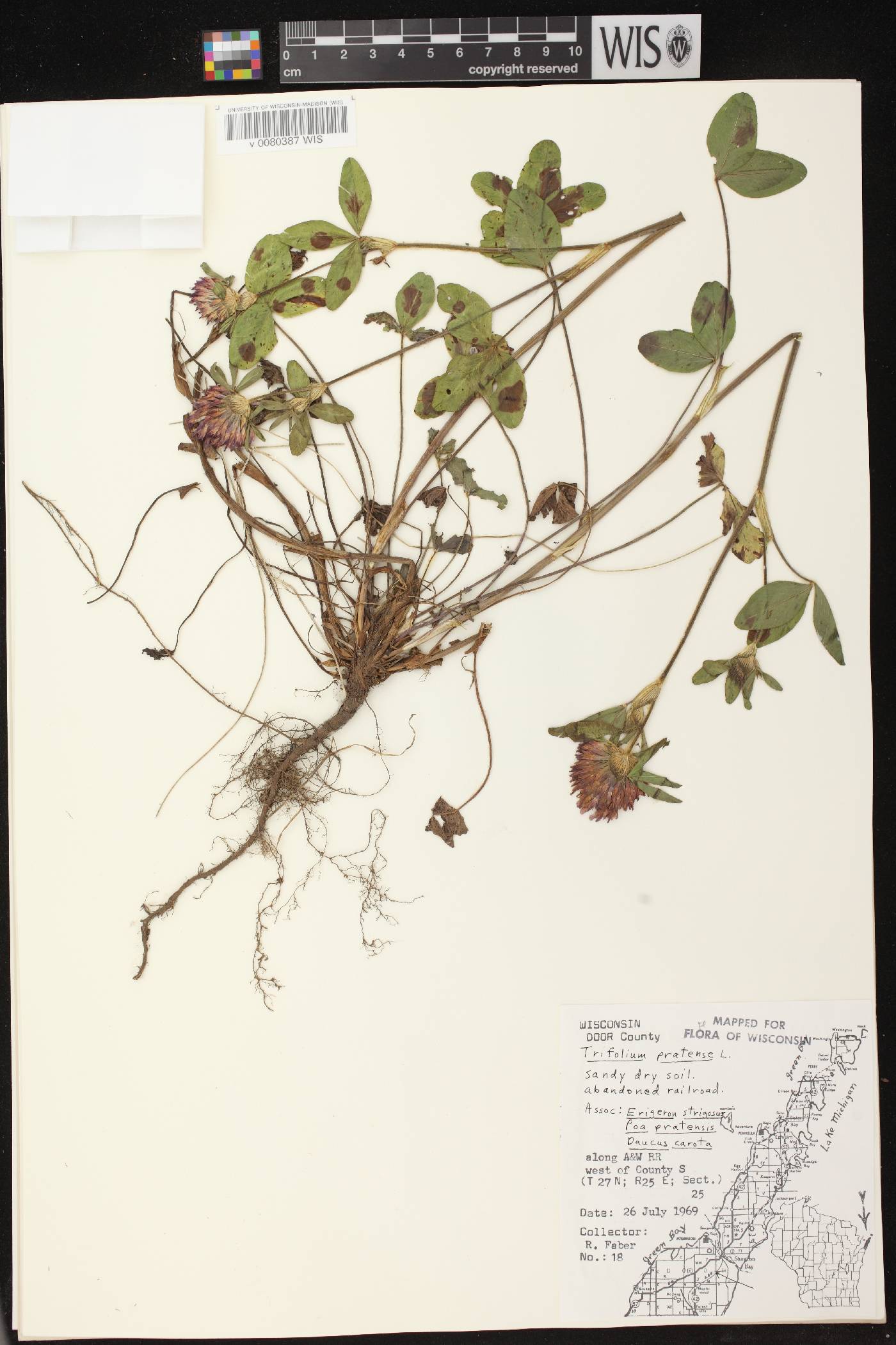 Trifolium pratense image