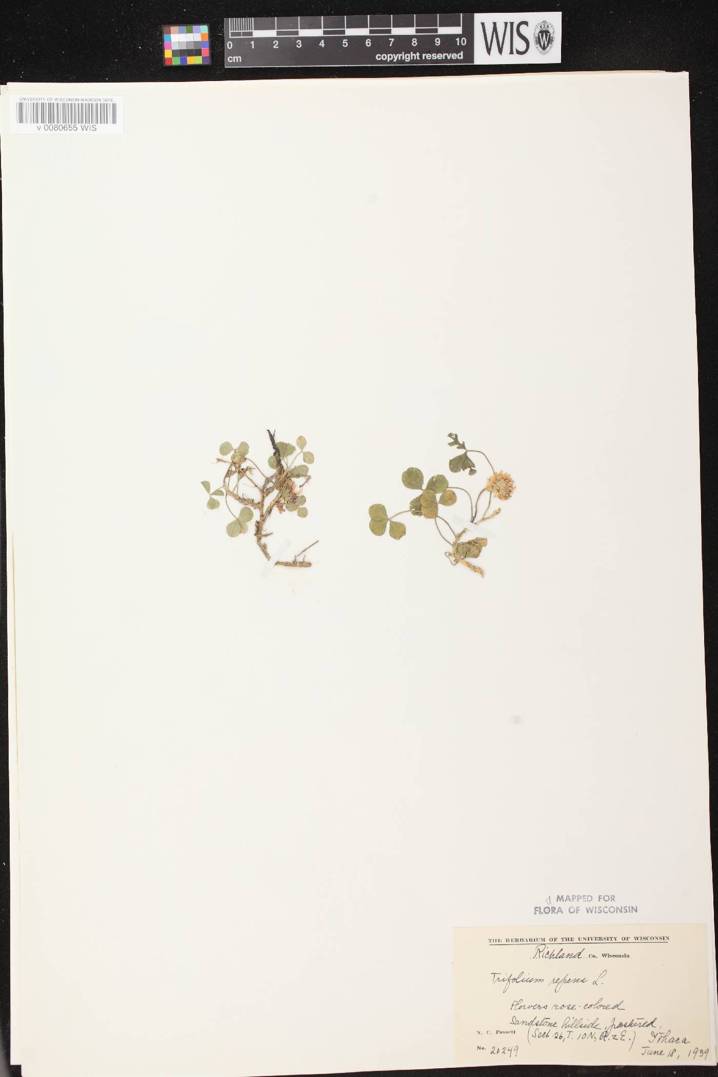 Trifolium repens image