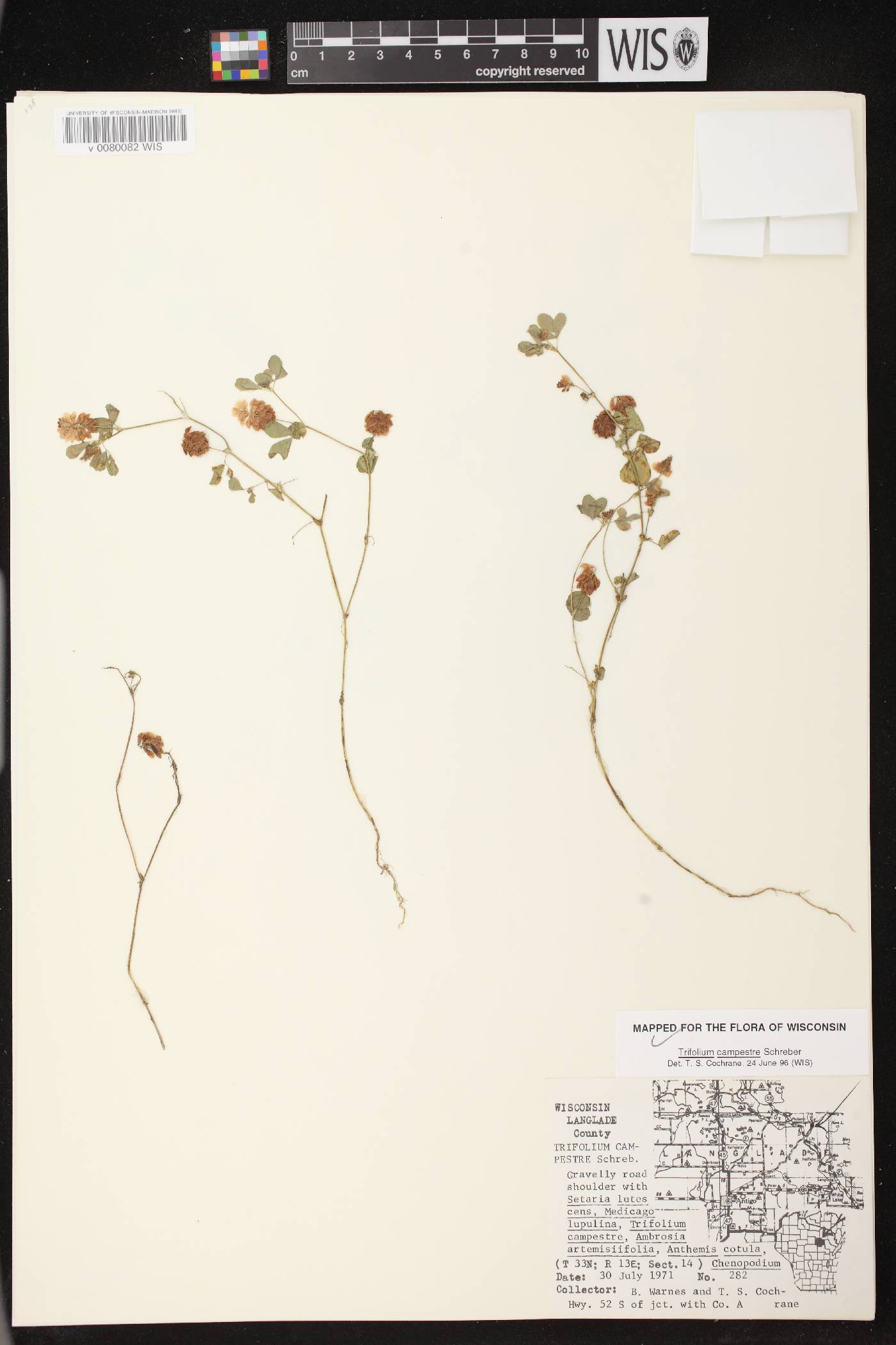 Trifolium campestre image