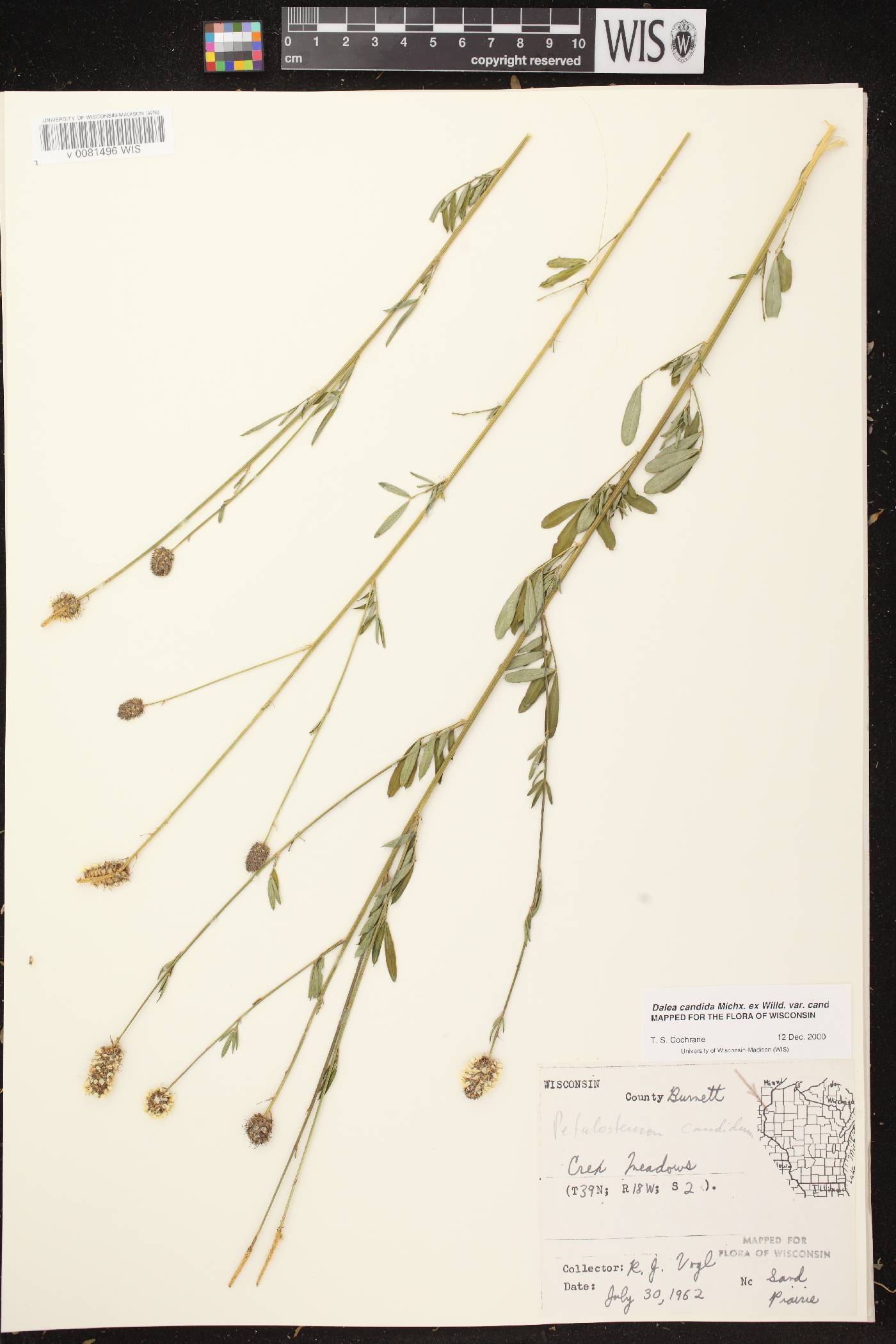 Dalea candida image