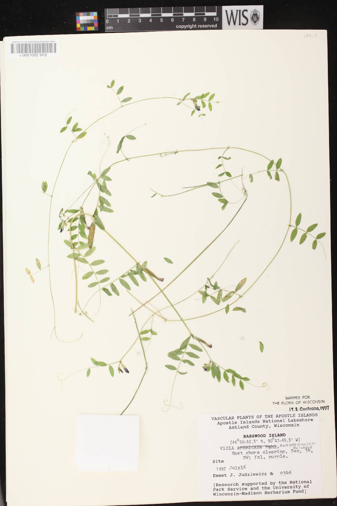 Vicia sativa subsp. nigra image