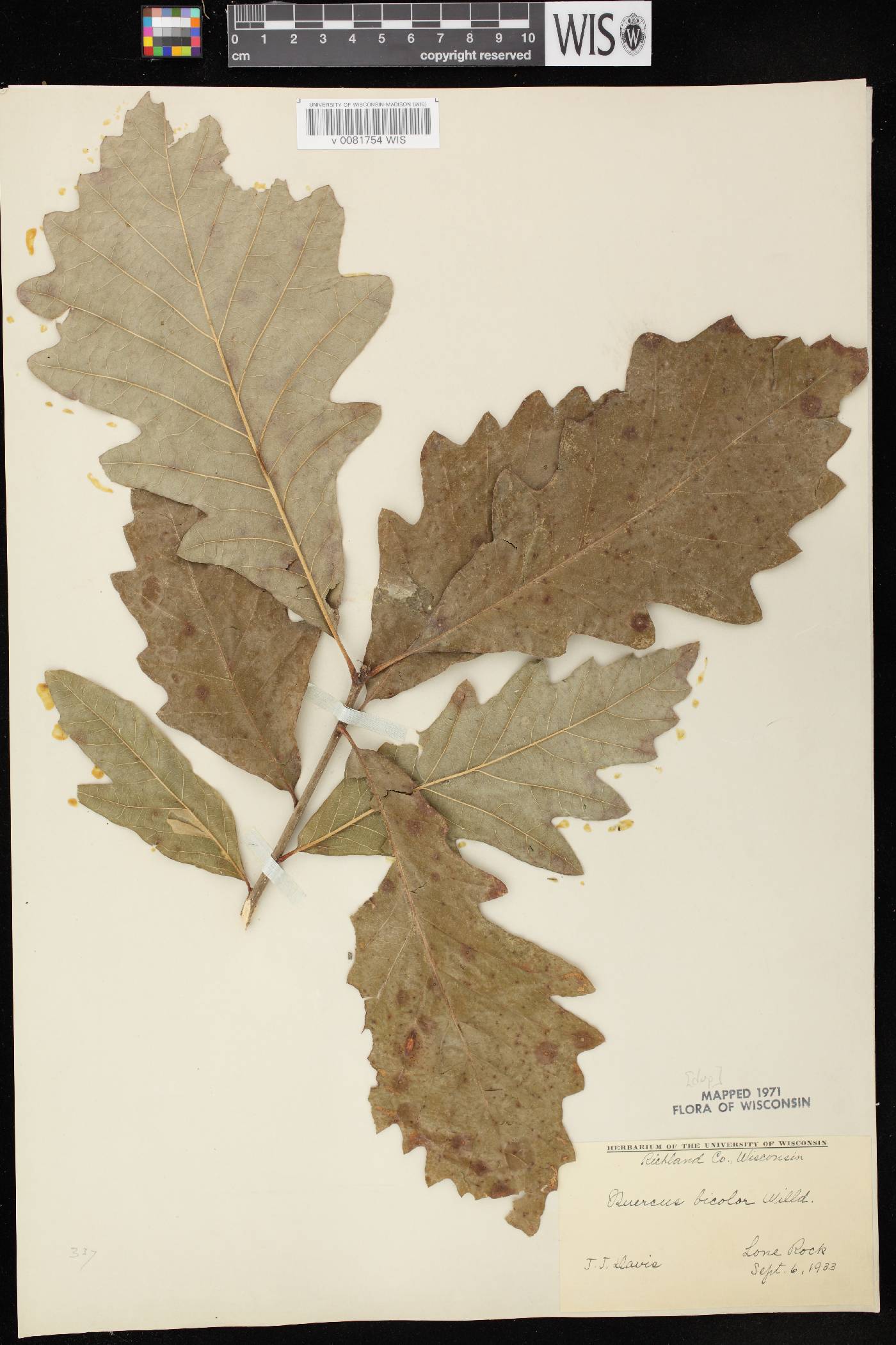 Quercus bicolor image