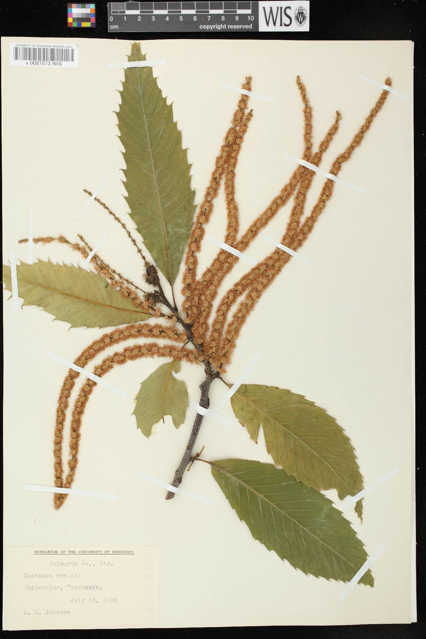 Castanea dentata image