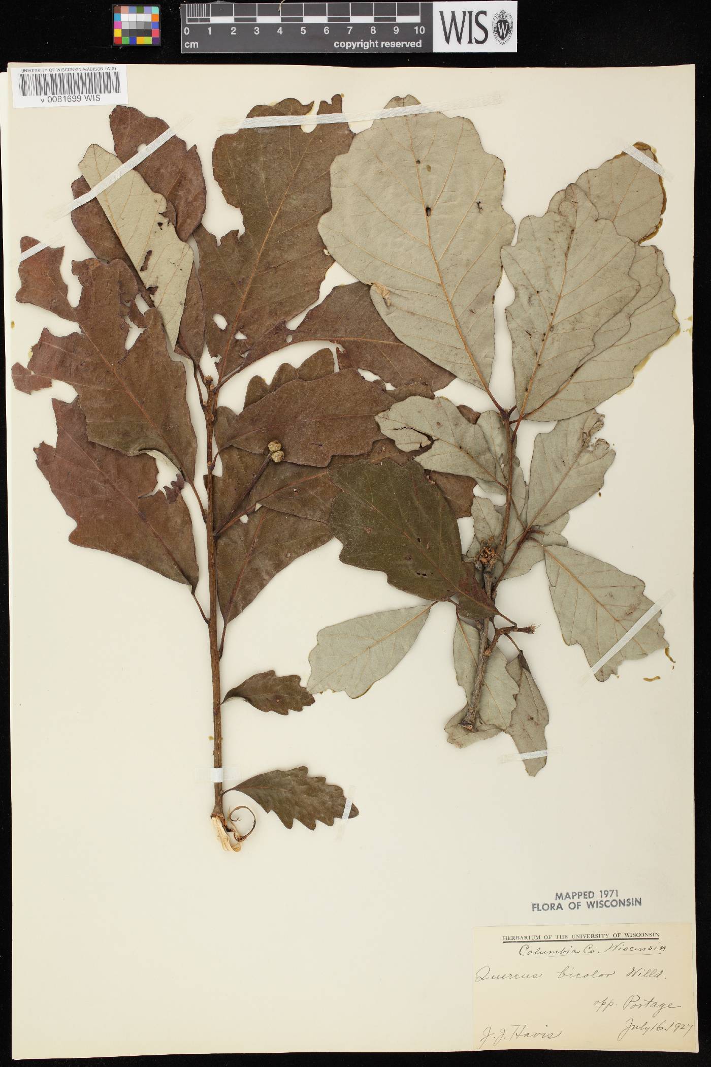 Quercus bicolor image