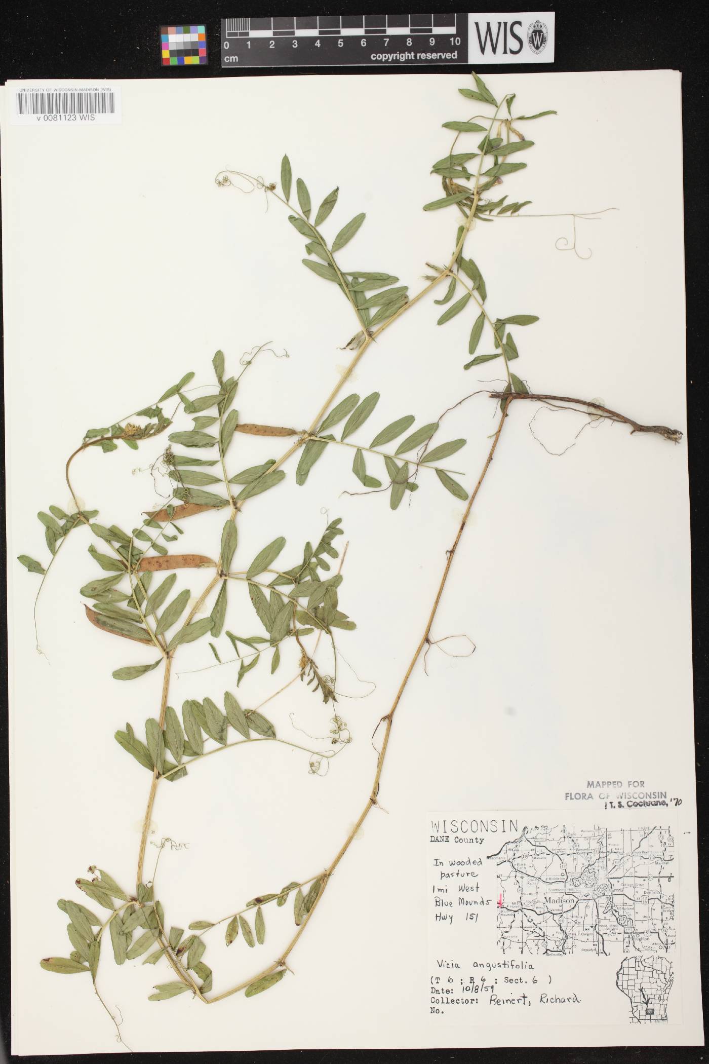 Vicia sativa subsp. nigra image