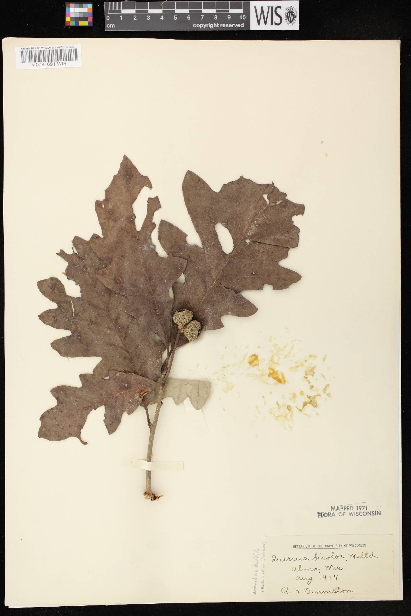 Quercus bicolor image
