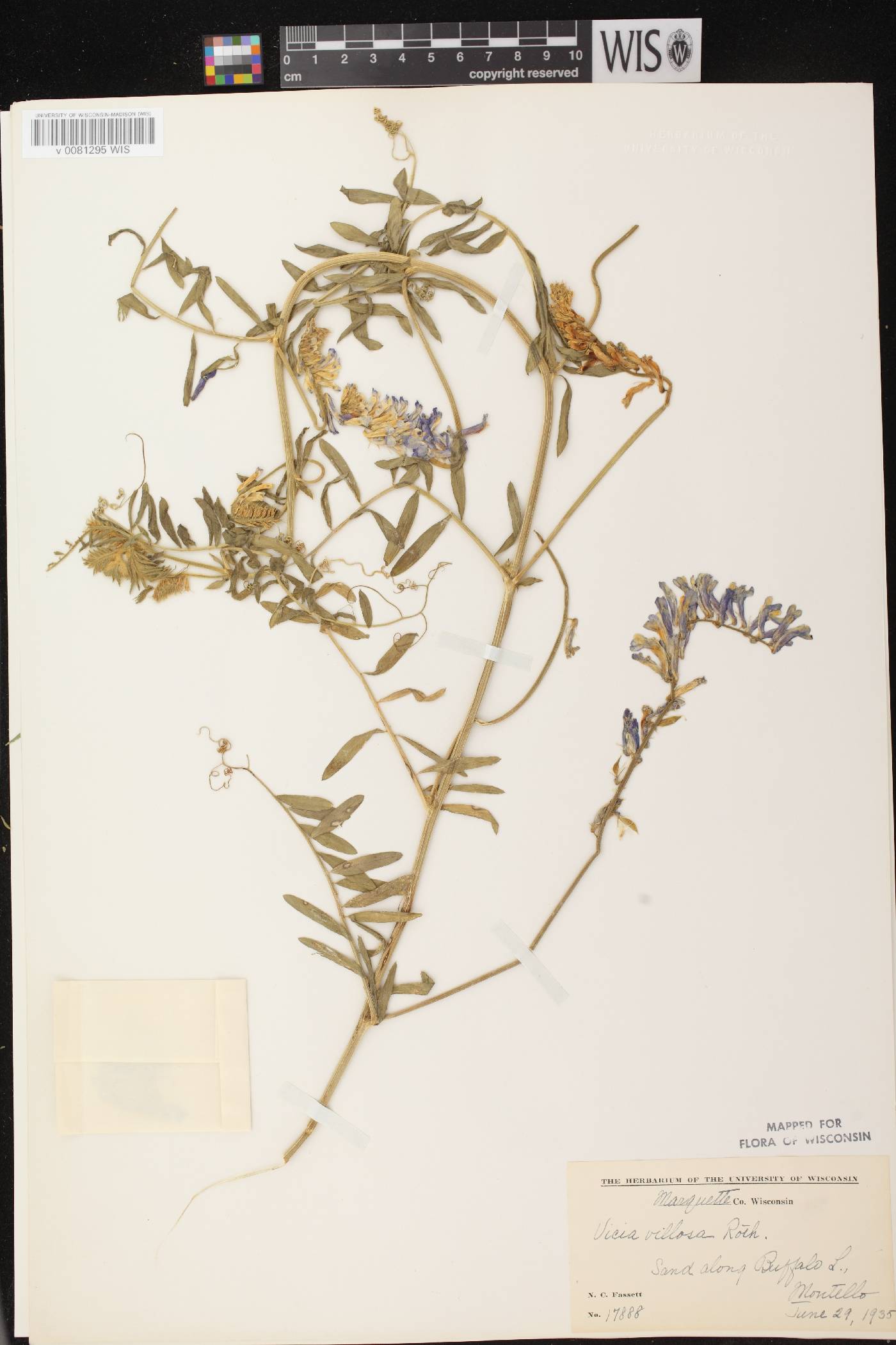 Vicia villosa image
