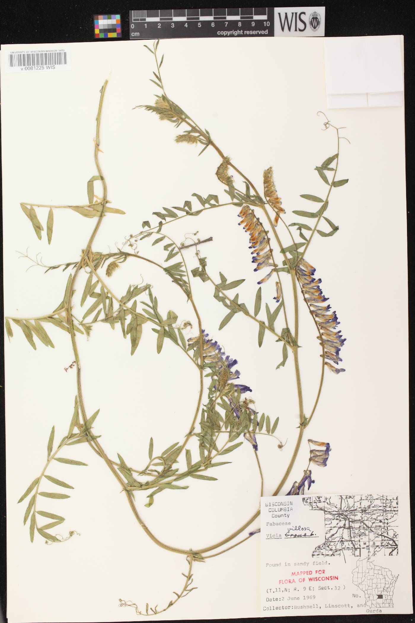 Vicia villosa image