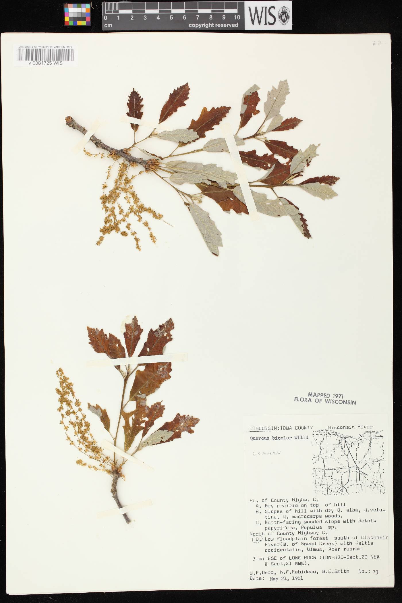 Quercus bicolor image