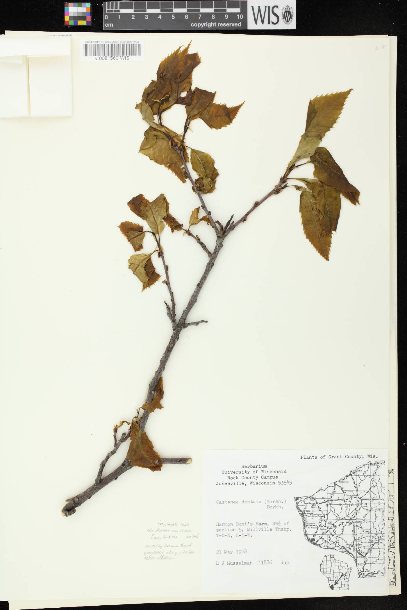 Castanea dentata image