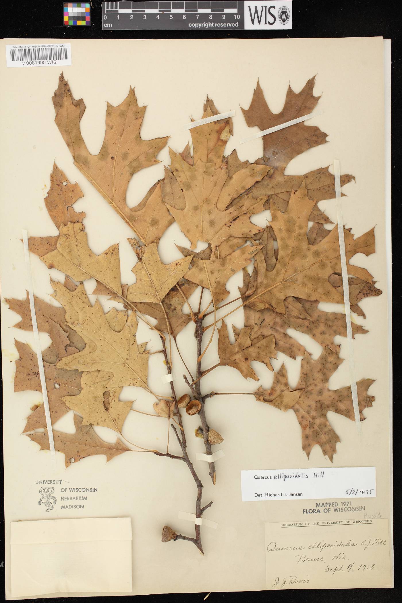 Quercus ellipsoidalis image
