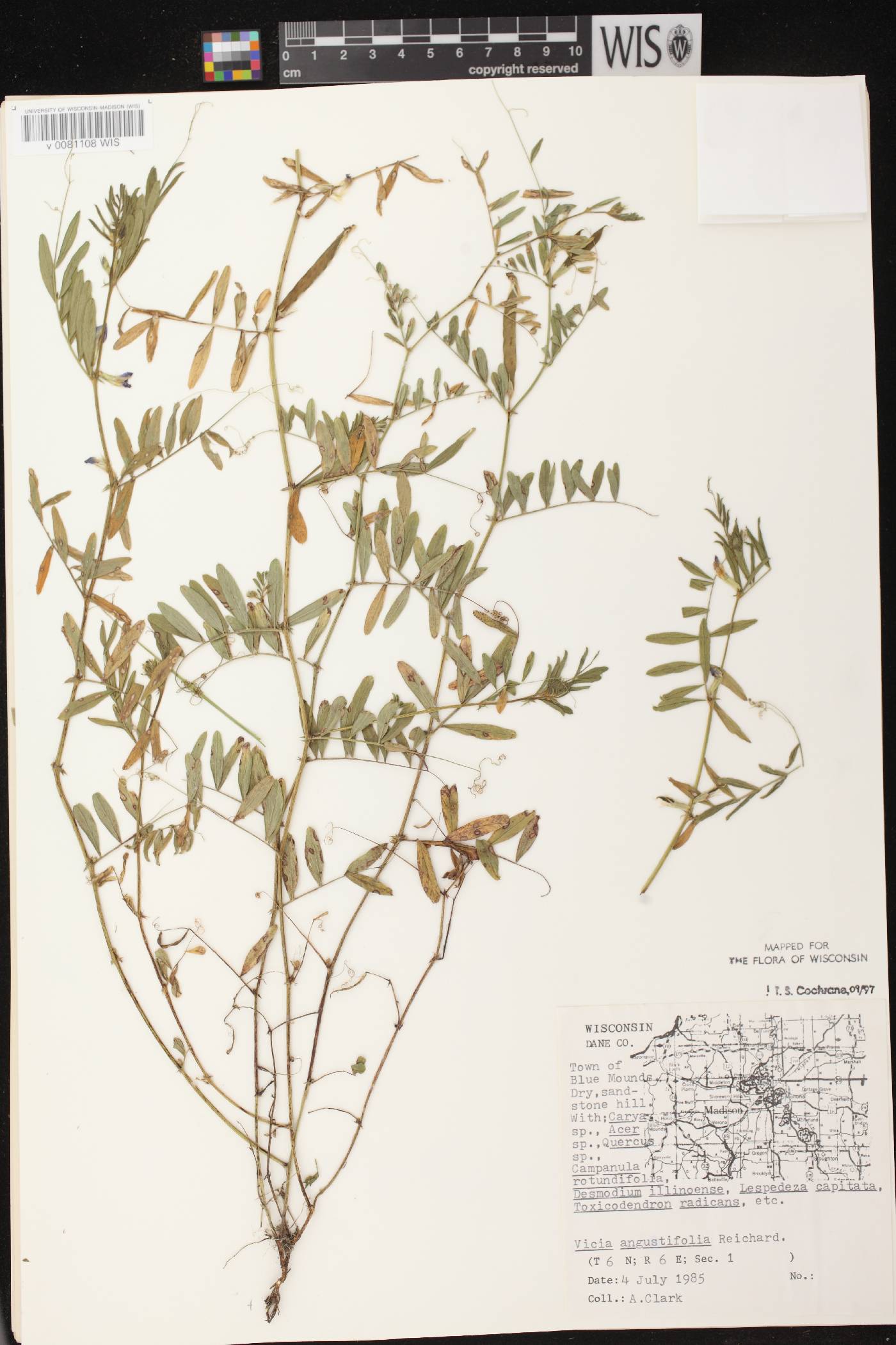 Vicia sativa subsp. nigra image