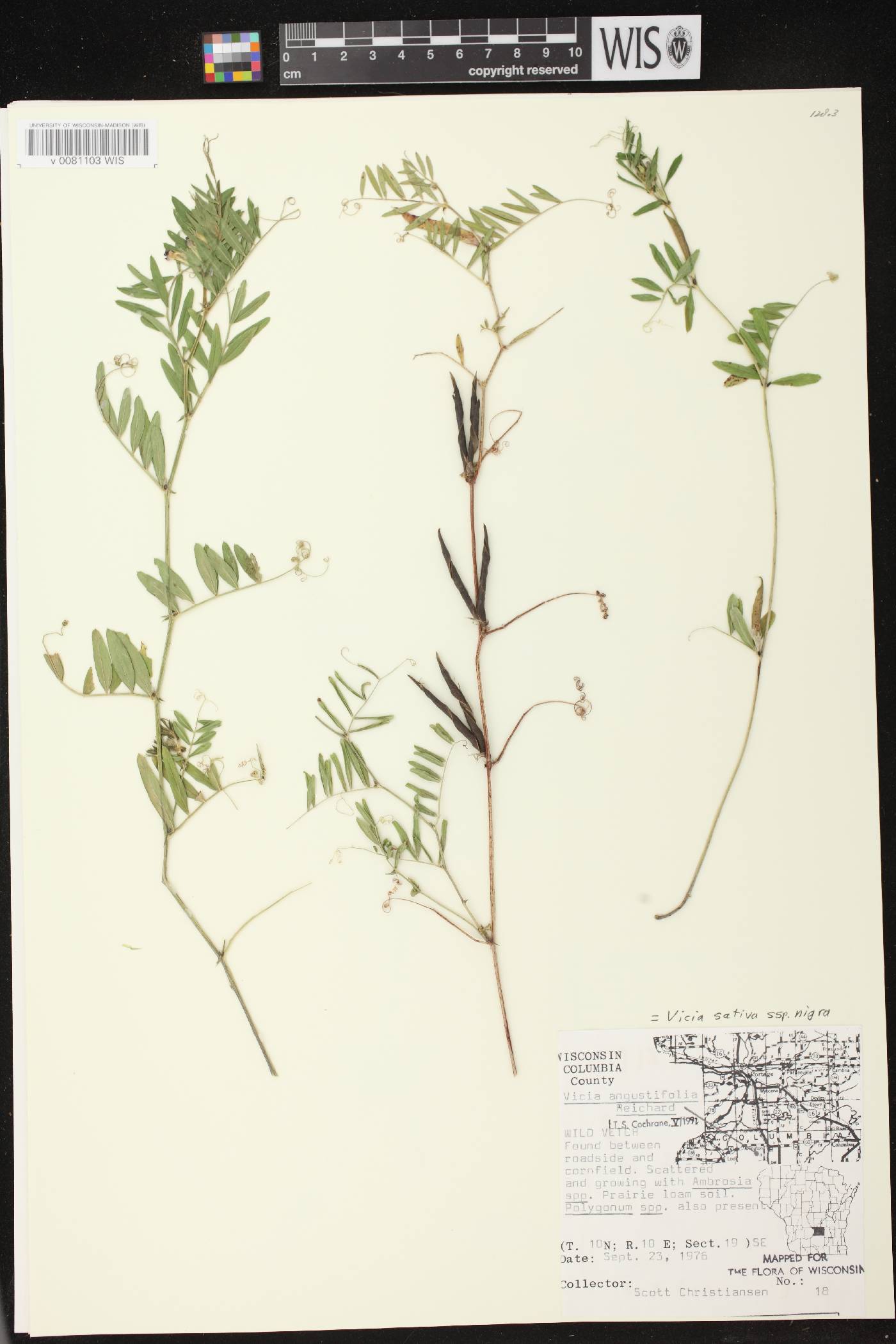 Vicia sativa subsp. nigra image