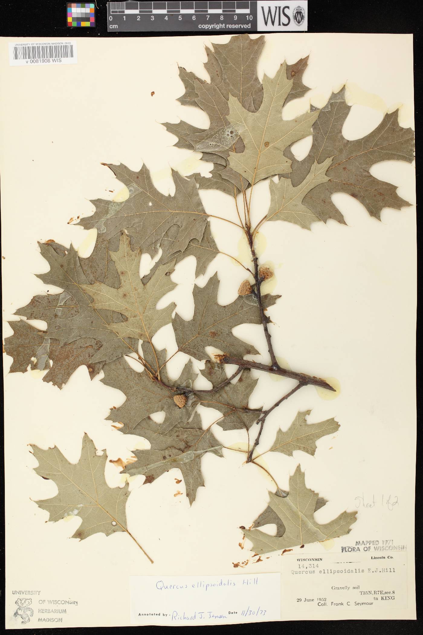 Quercus ellipsoidalis image