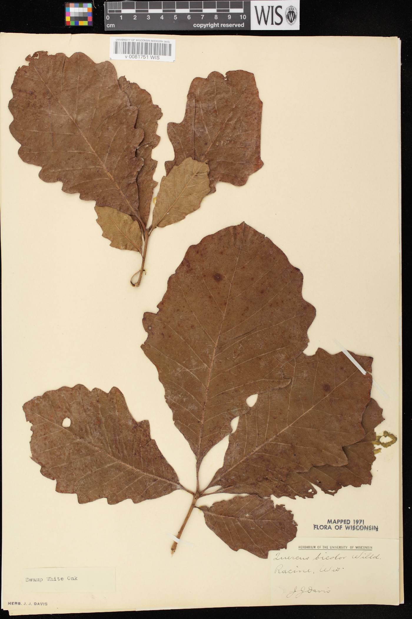Quercus bicolor image