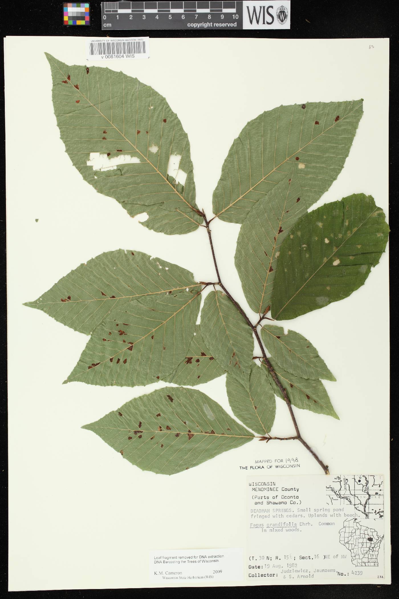Fagus grandifolia image