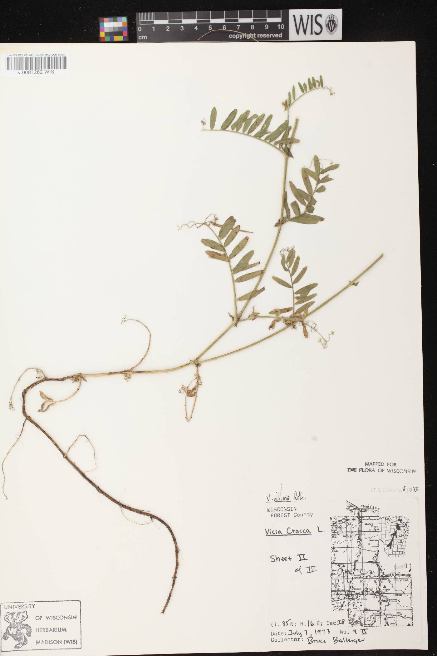 Vicia villosa image