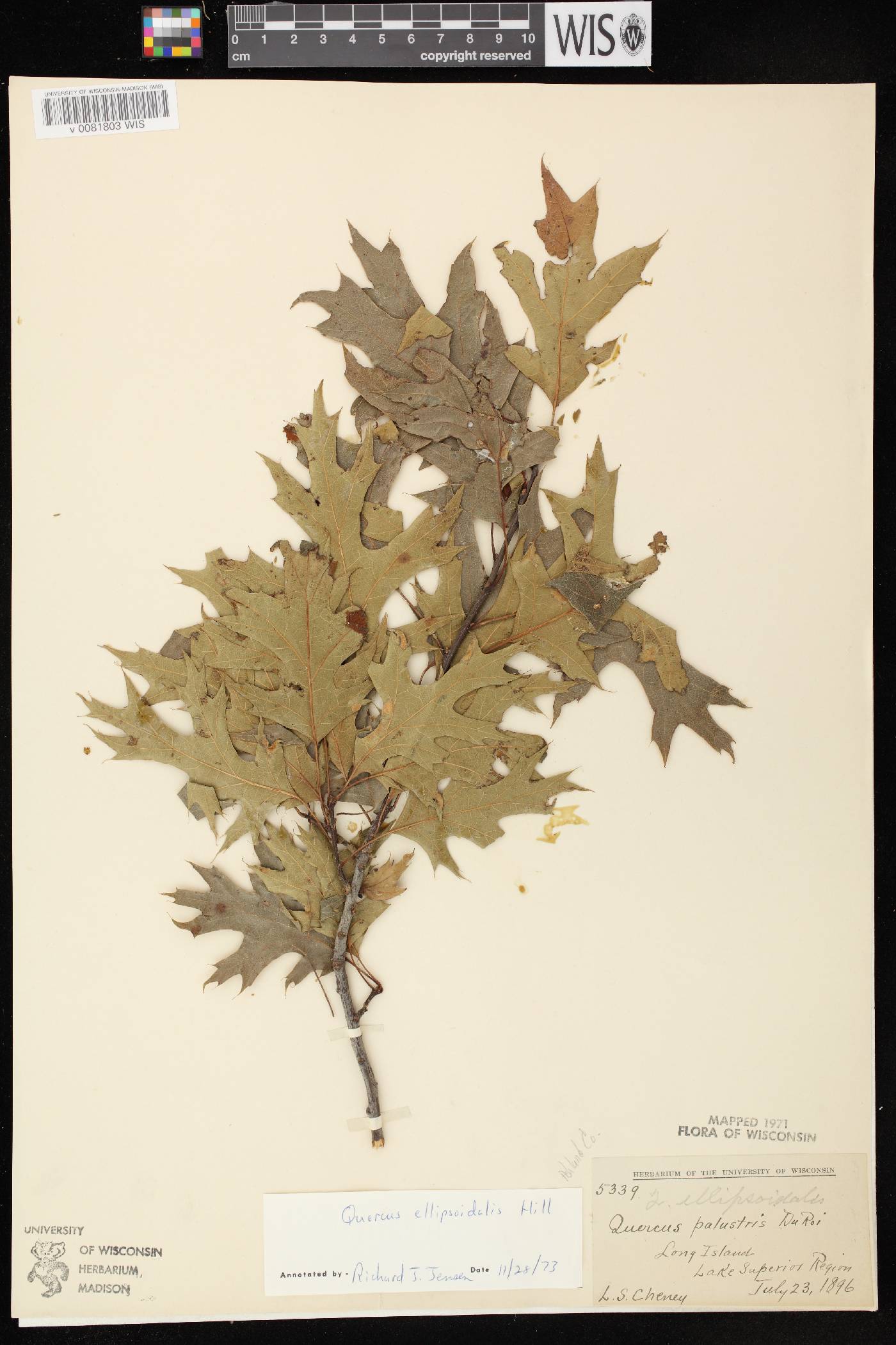 Quercus ellipsoidalis image