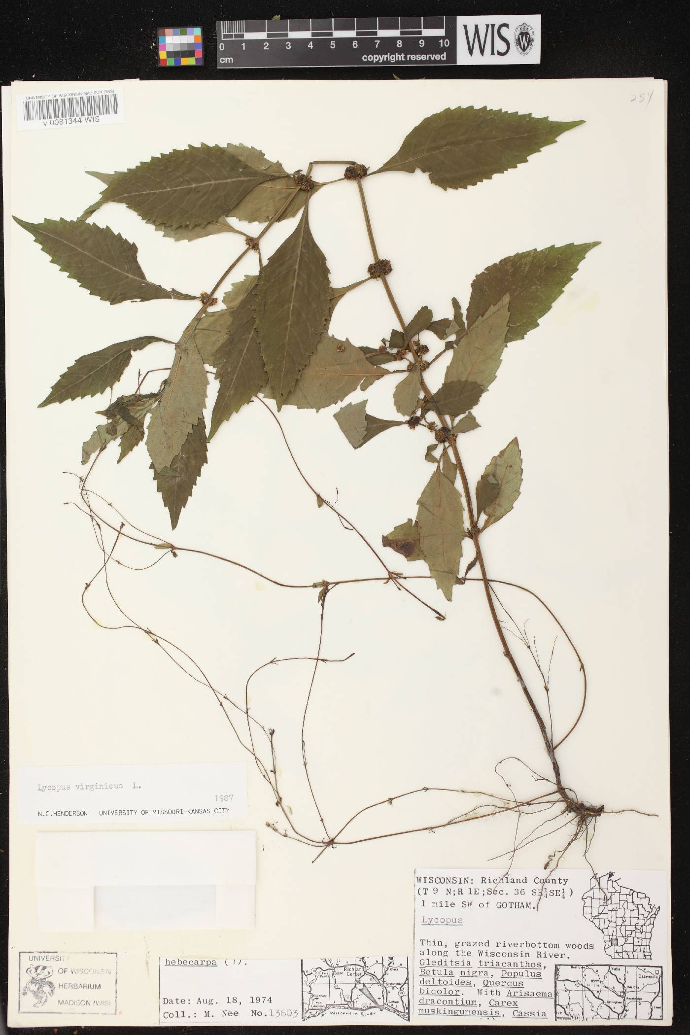 Lycopus virginicus image