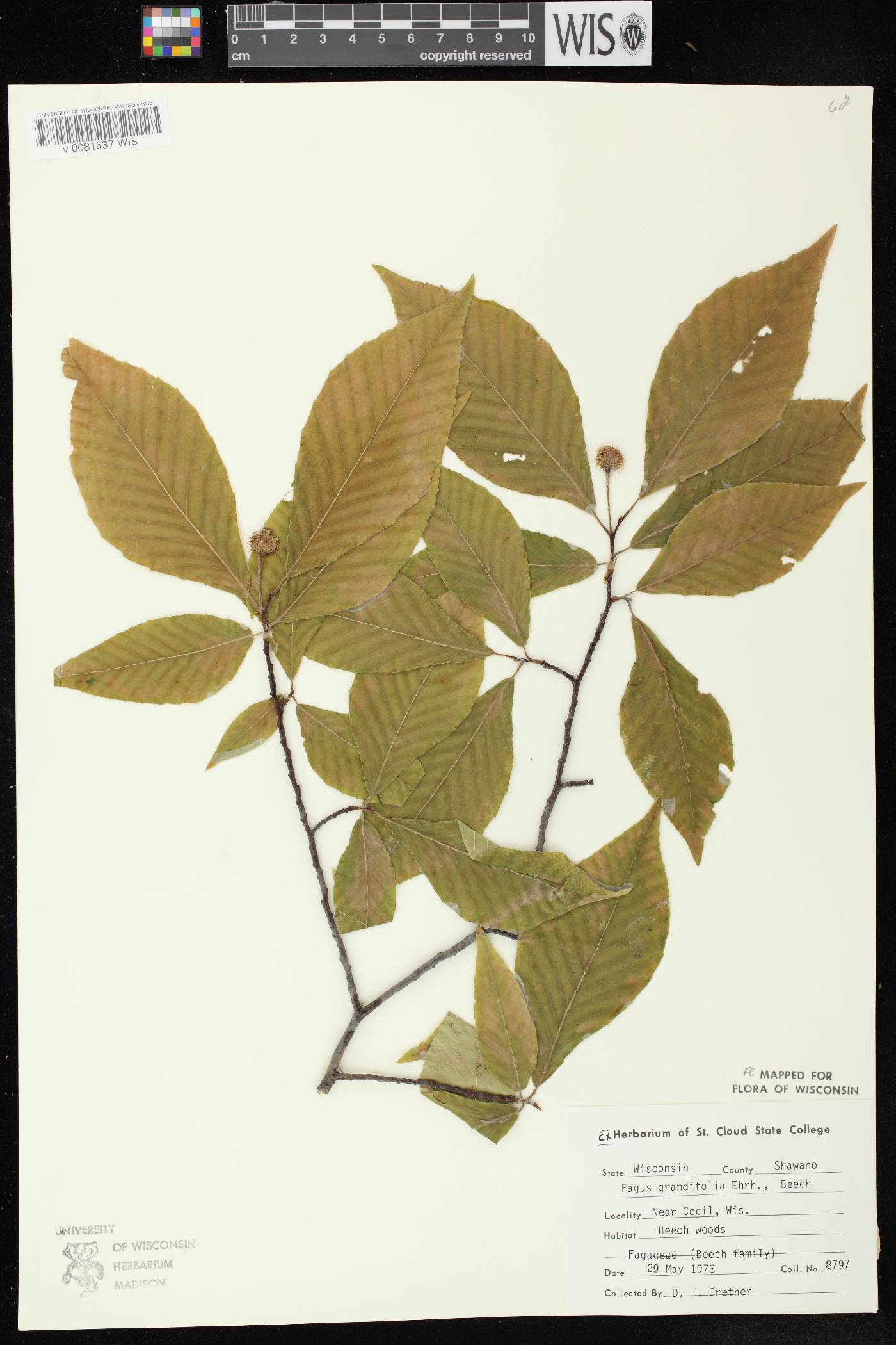 Fagus grandifolia image