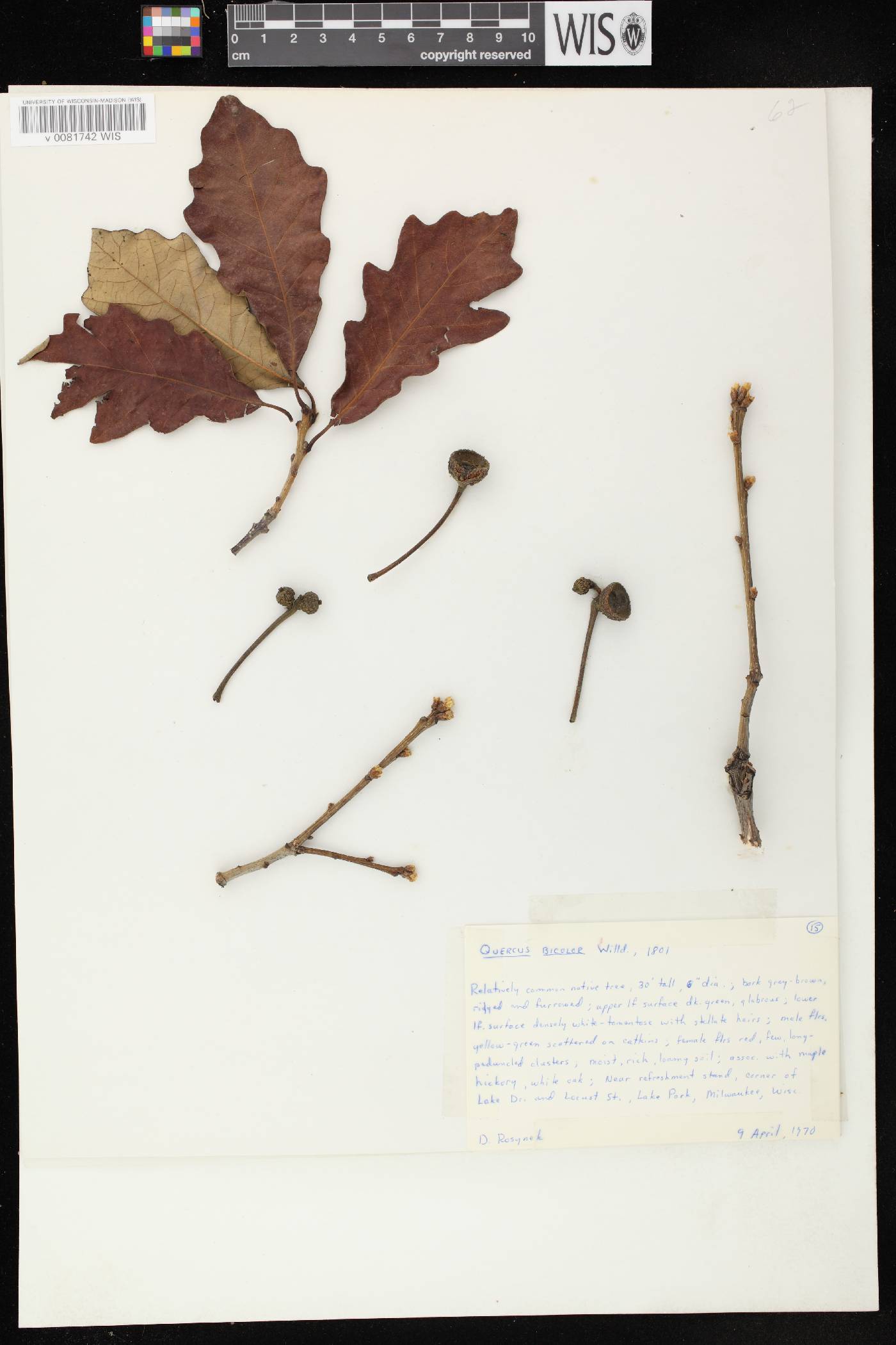 Quercus bicolor image