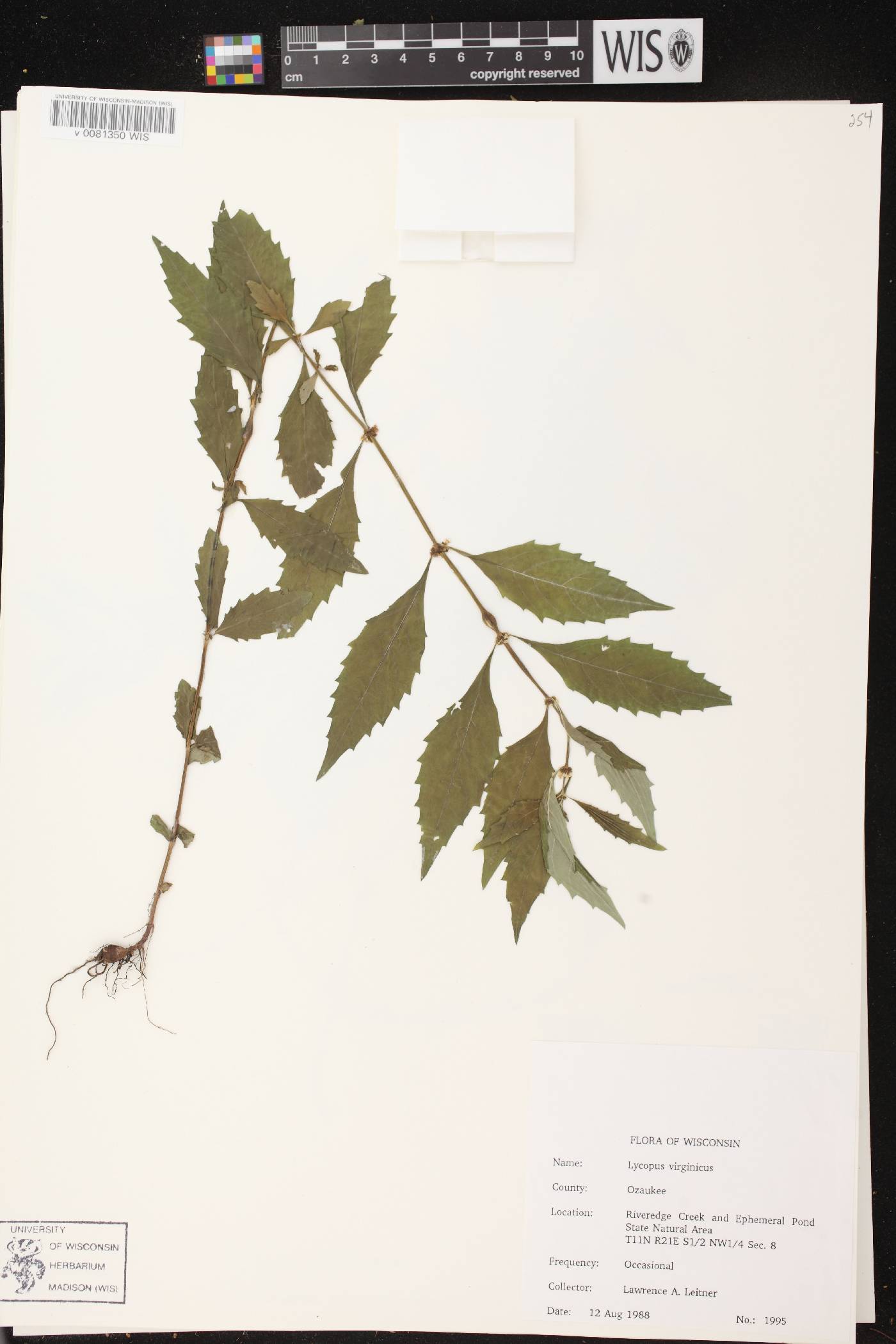 Lycopus uniflorus image