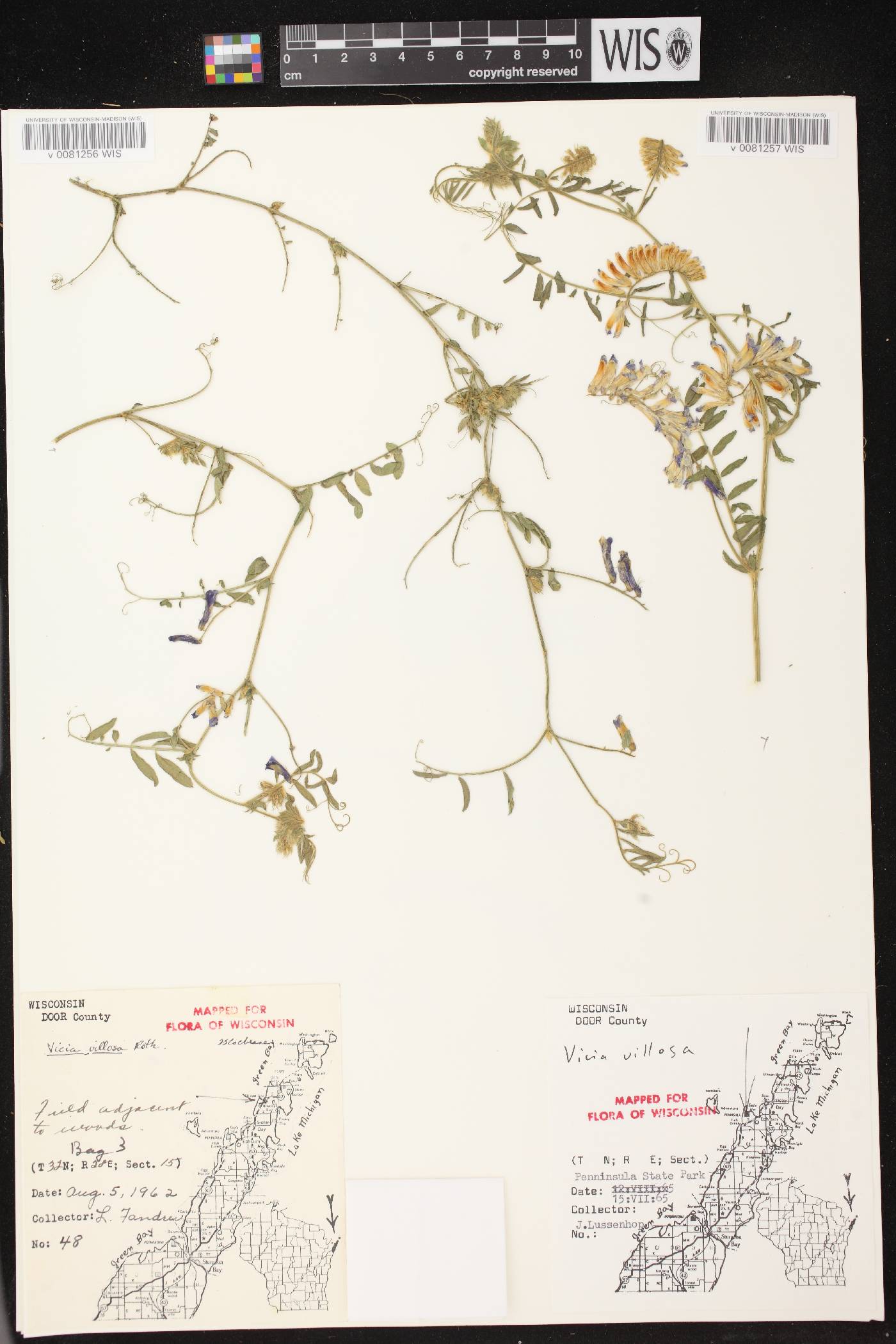 Vicia villosa image