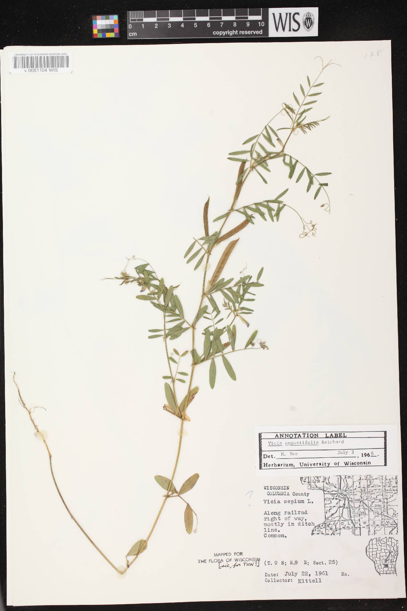 Vicia sativa subsp. nigra image