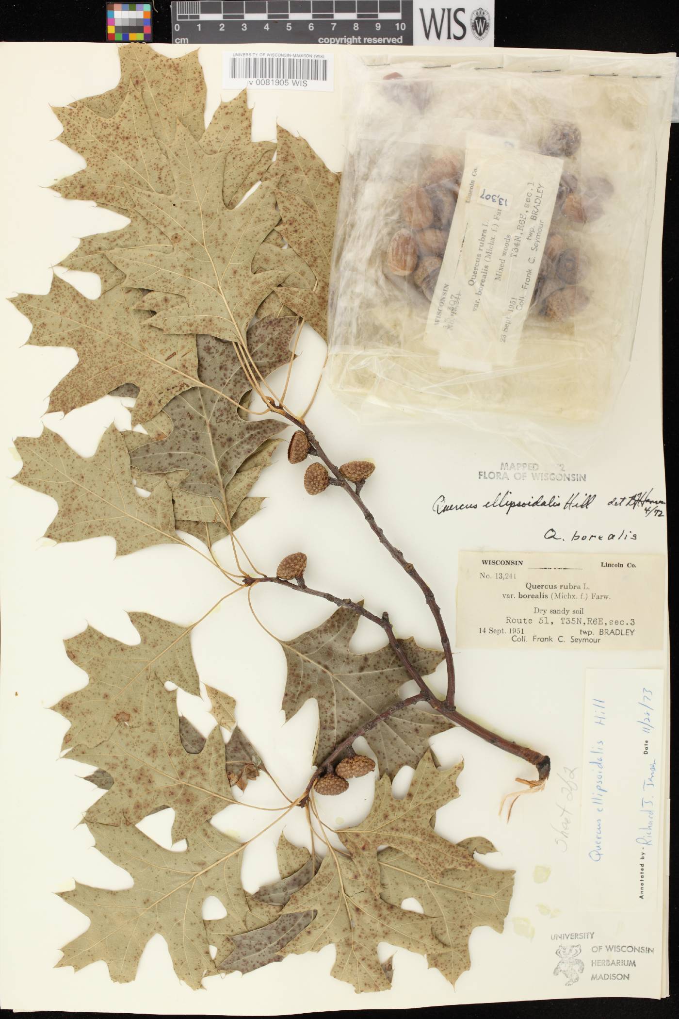 Quercus ellipsoidalis image