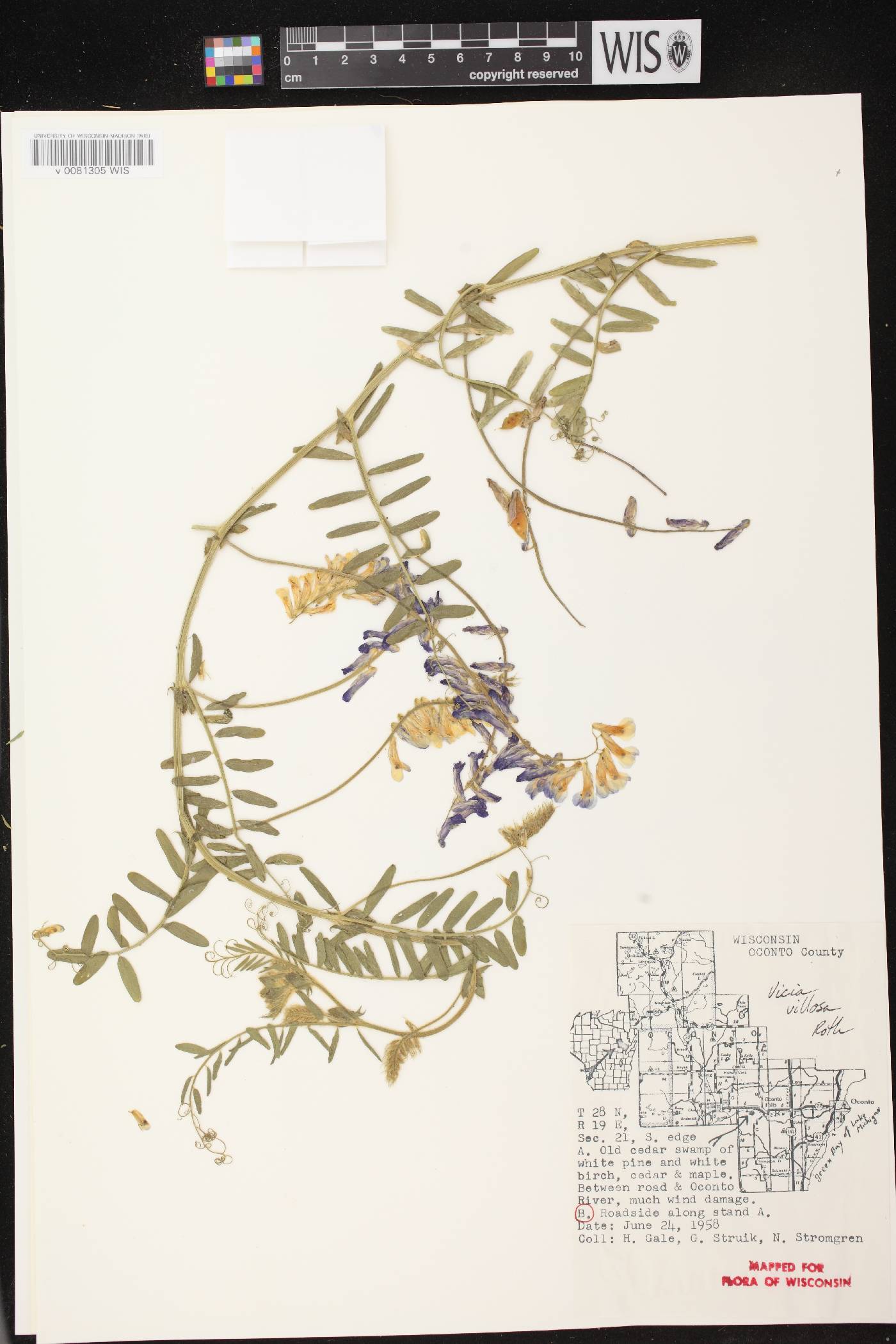 Vicia villosa image