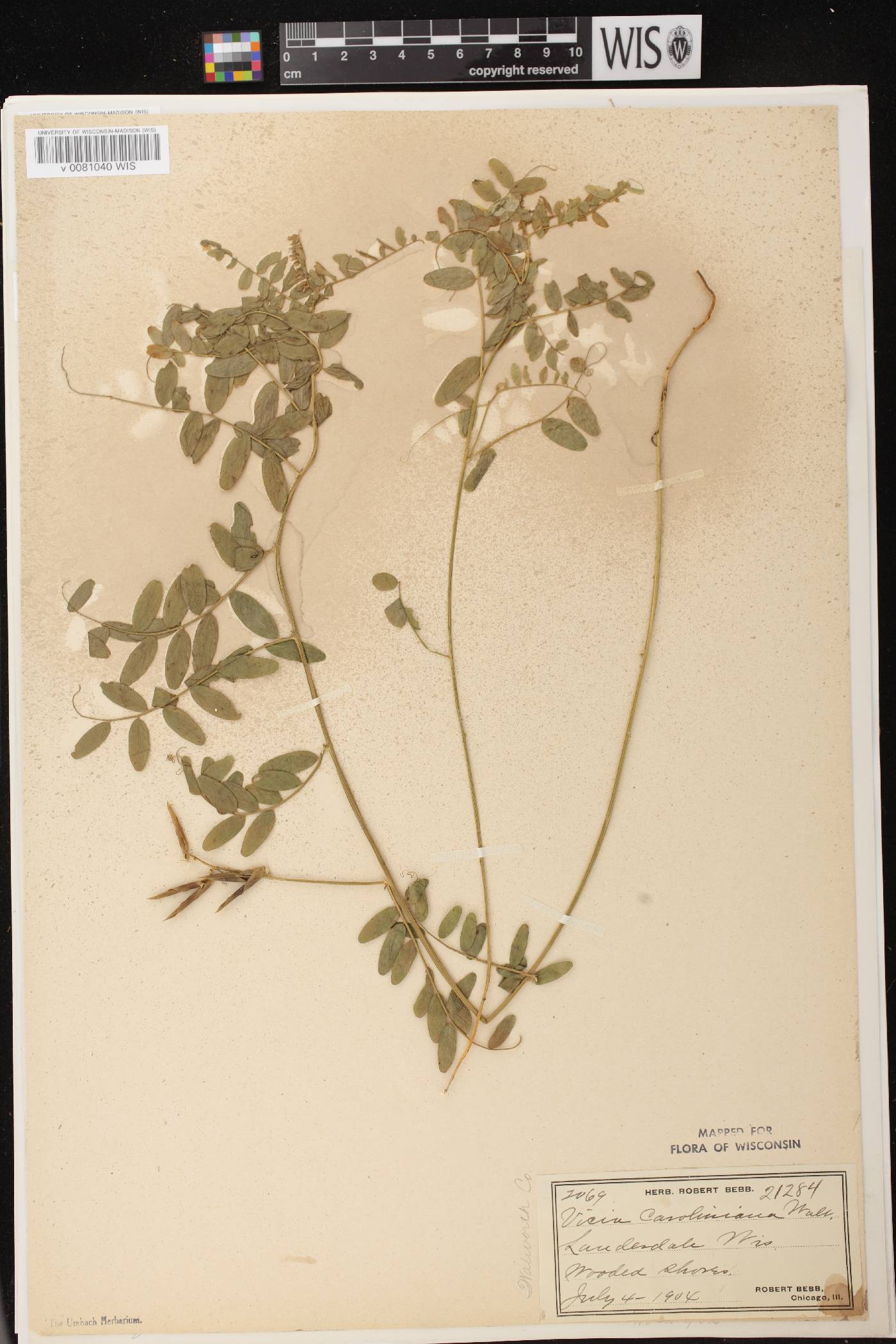 Vicia caroliniana image