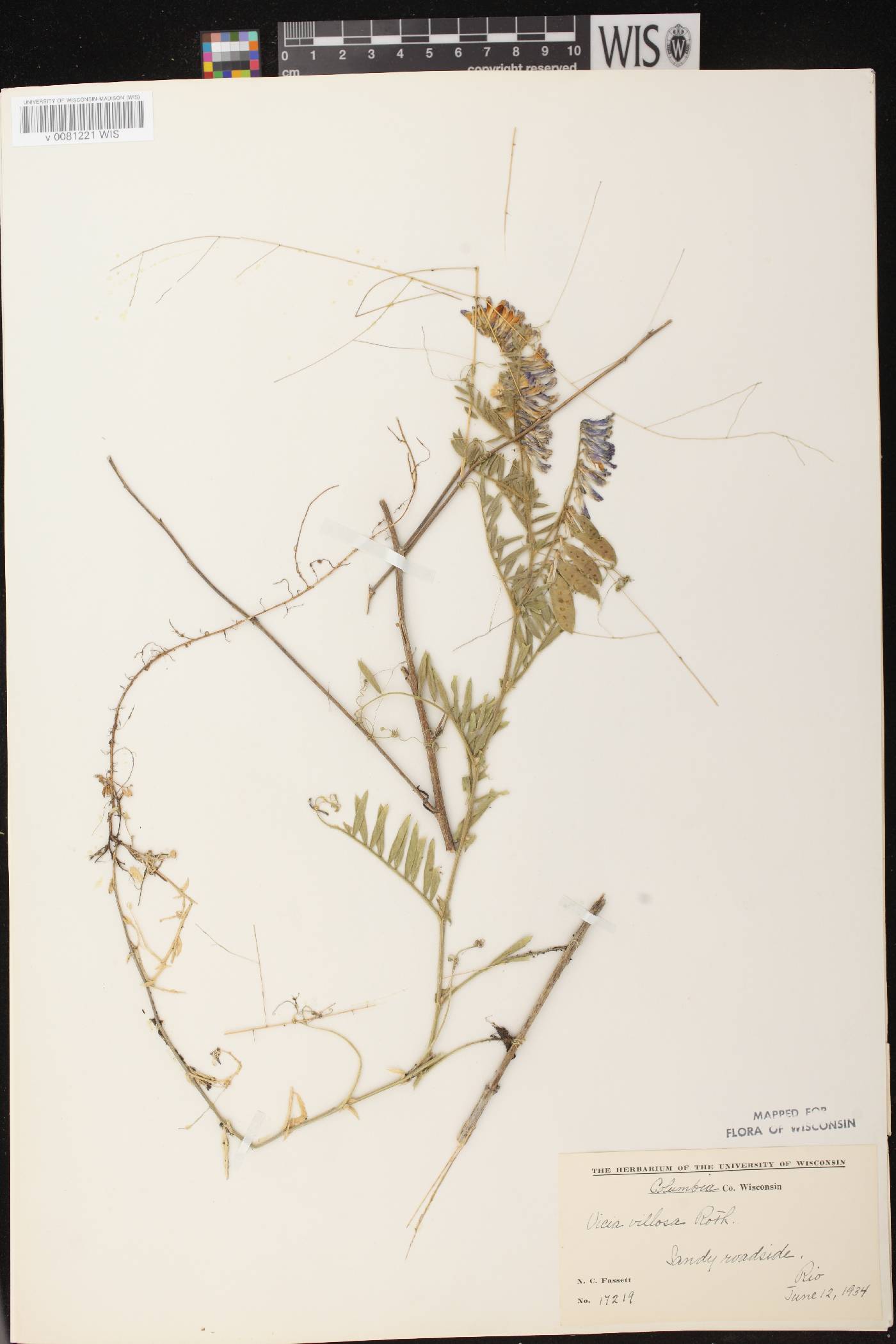Vicia villosa image