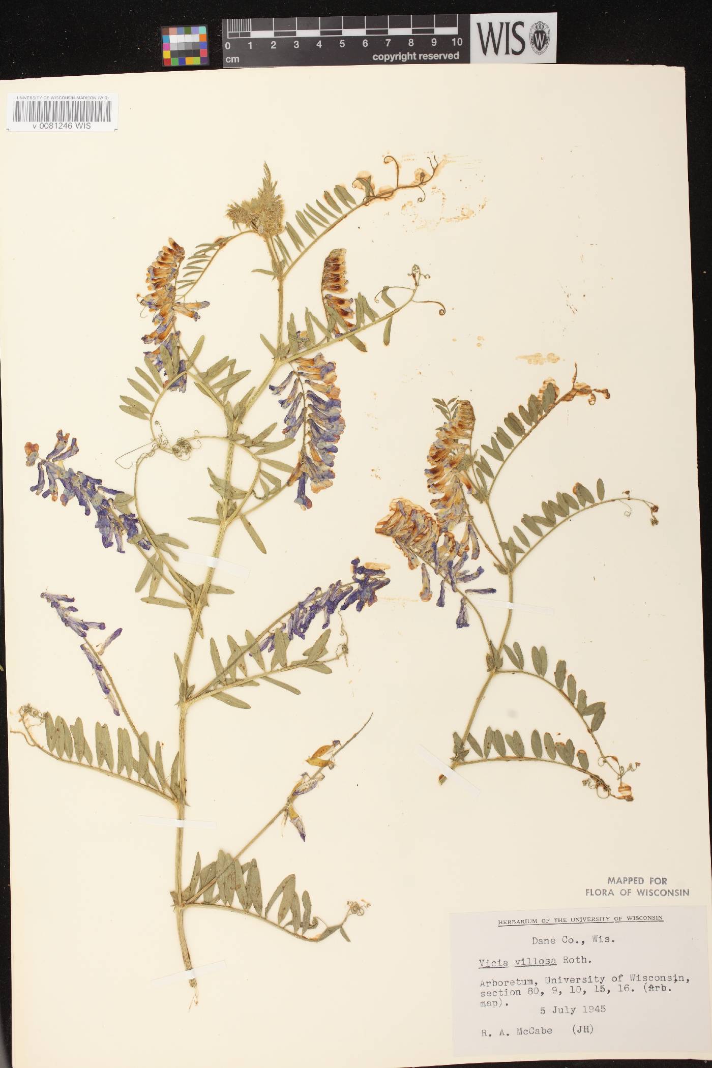 Vicia villosa image