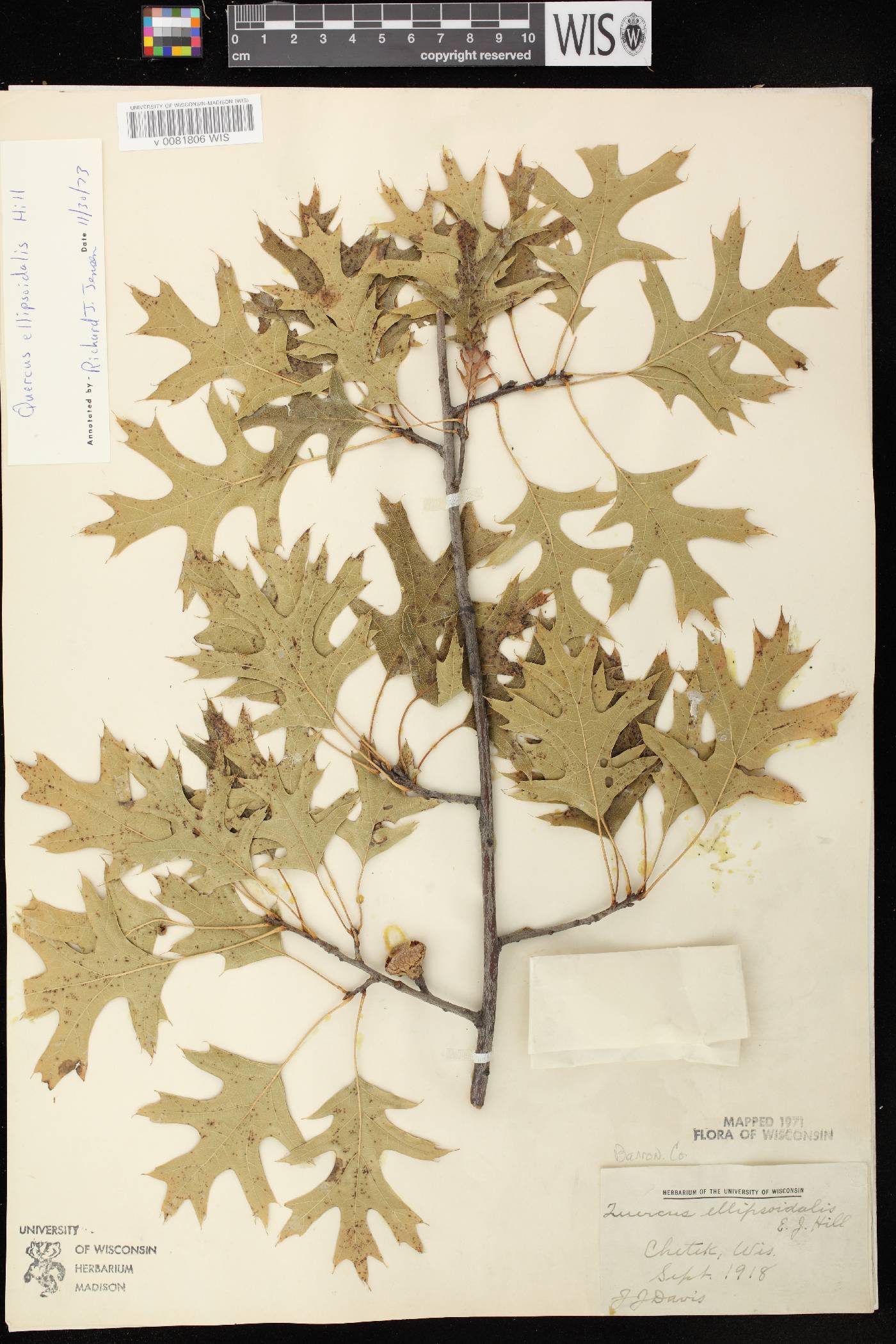 Quercus ellipsoidalis image