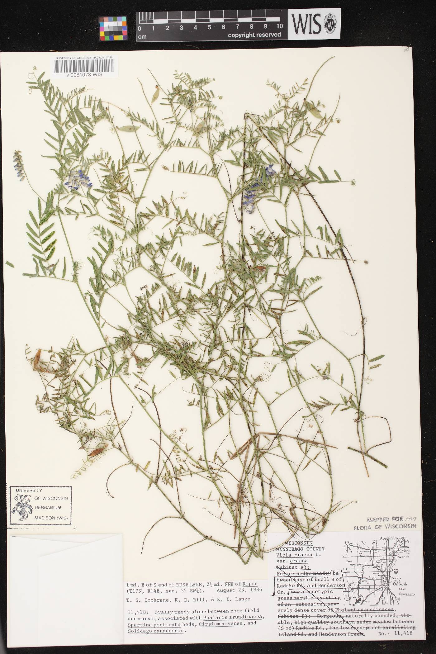 Vicia cracca image