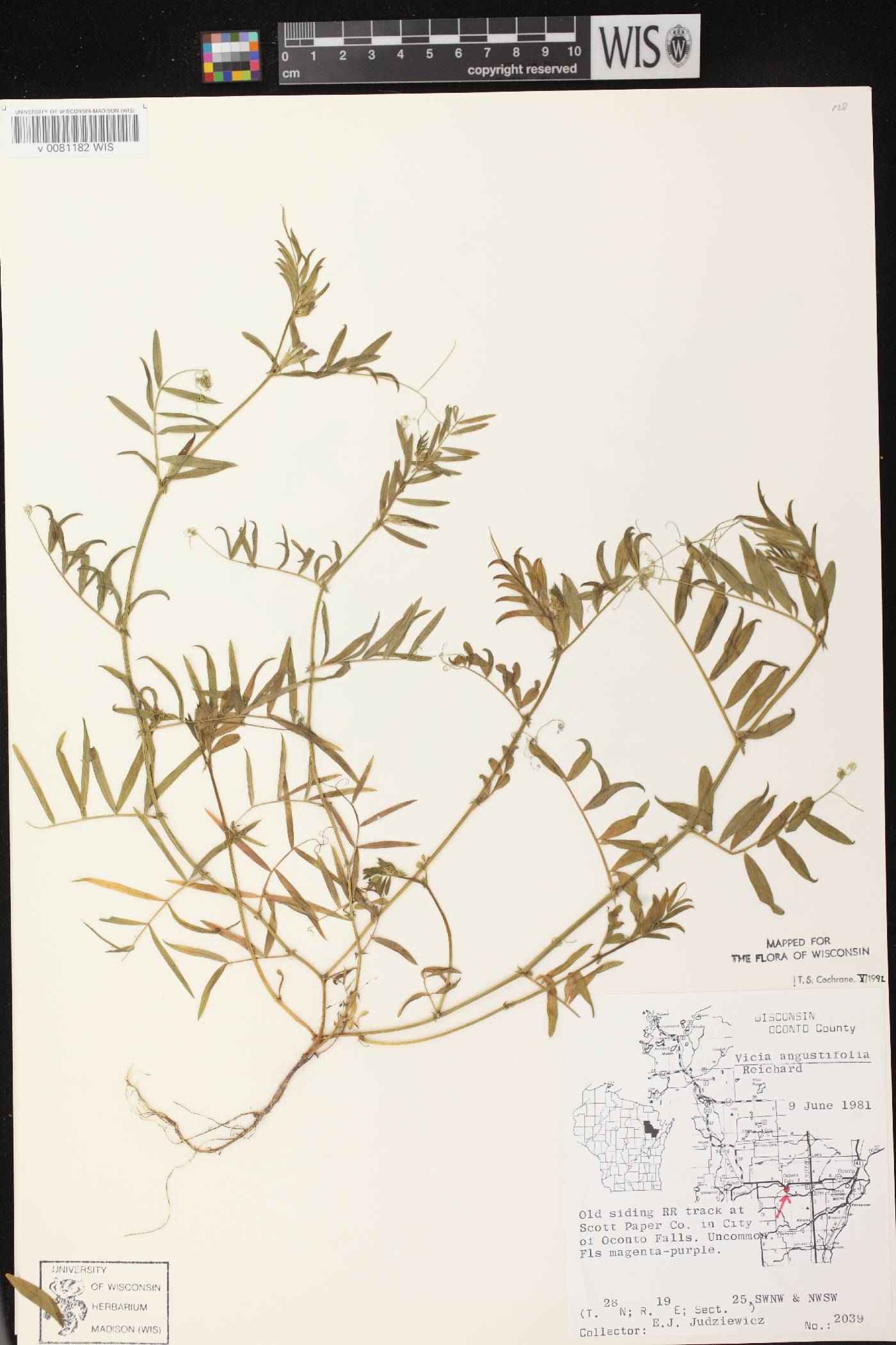Vicia sativa subsp. nigra image