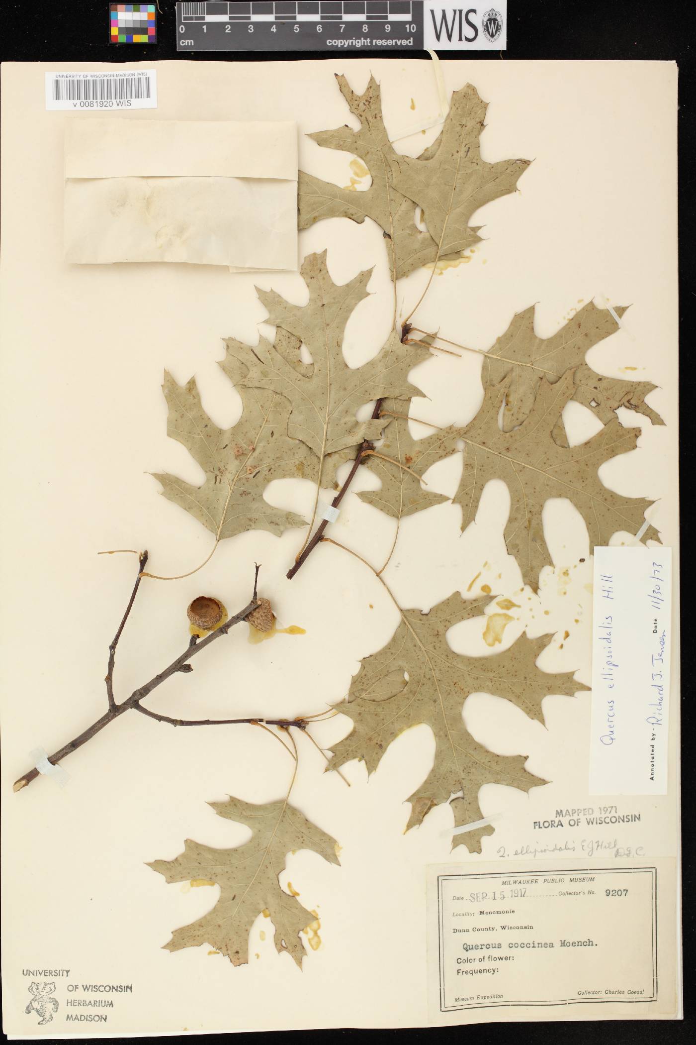 Quercus ellipsoidalis image