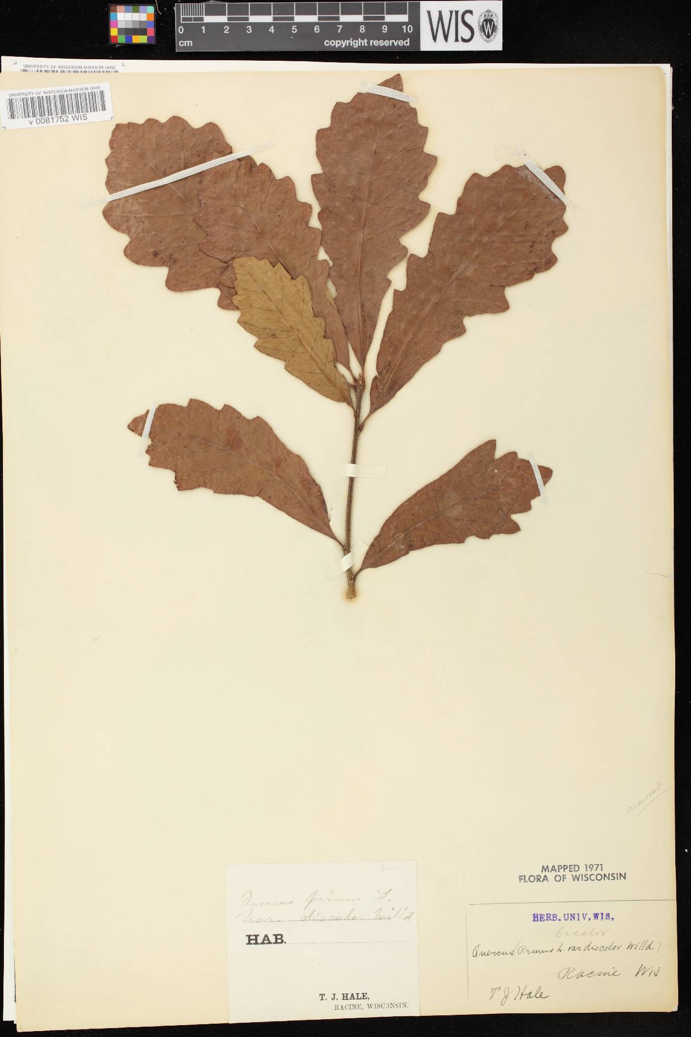 Quercus bicolor image