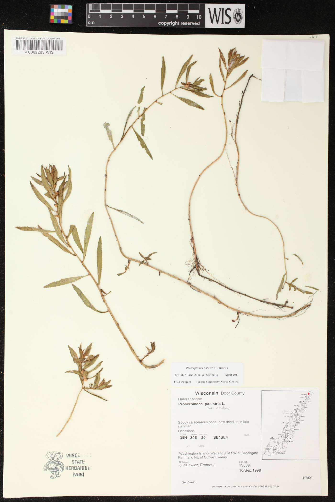 Proserpinaca palustris var. crebra image