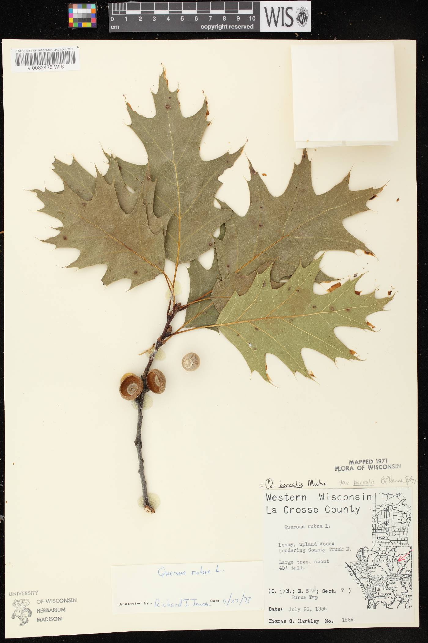 Quercus rubra image