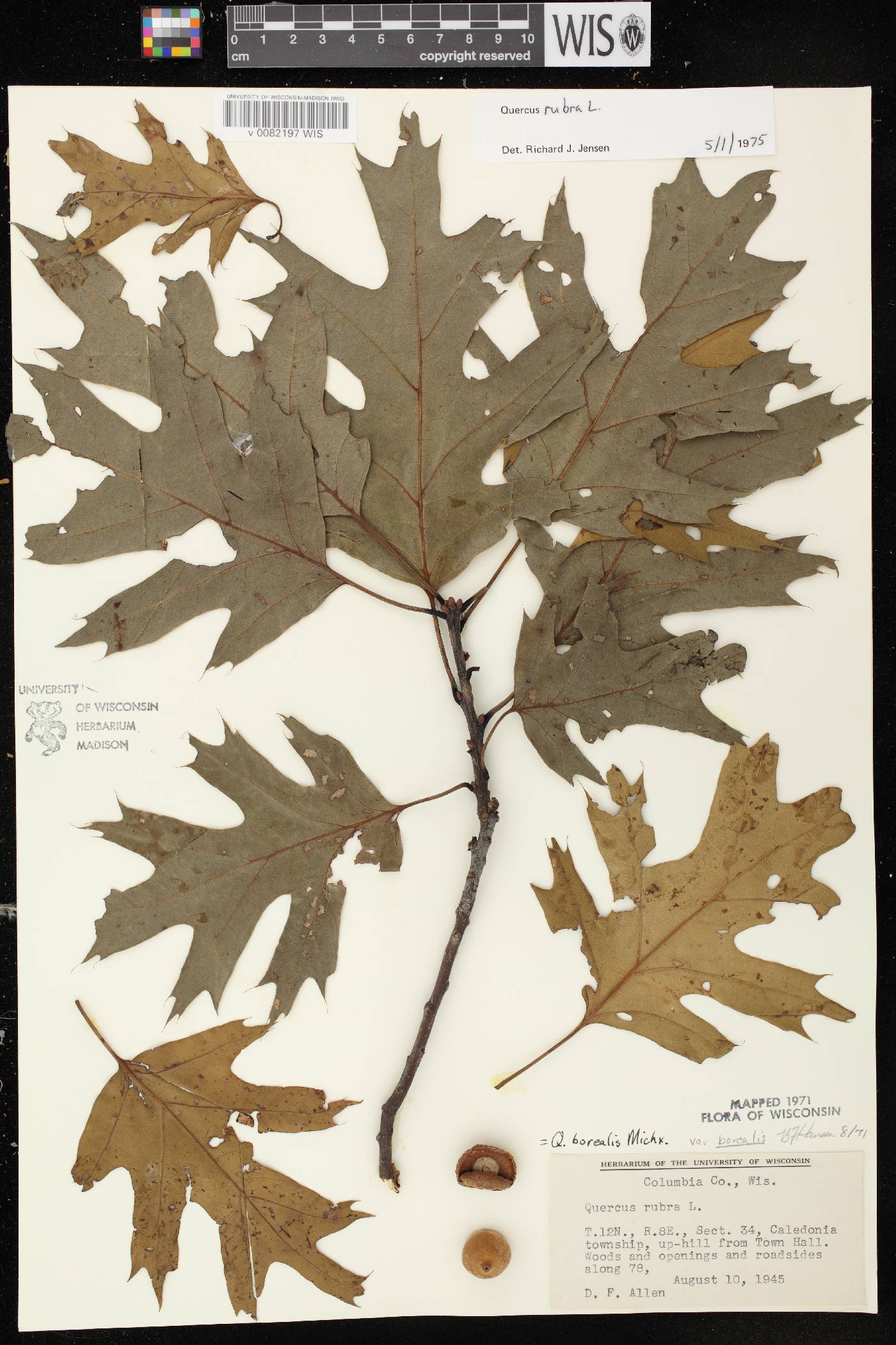 Quercus rubra image