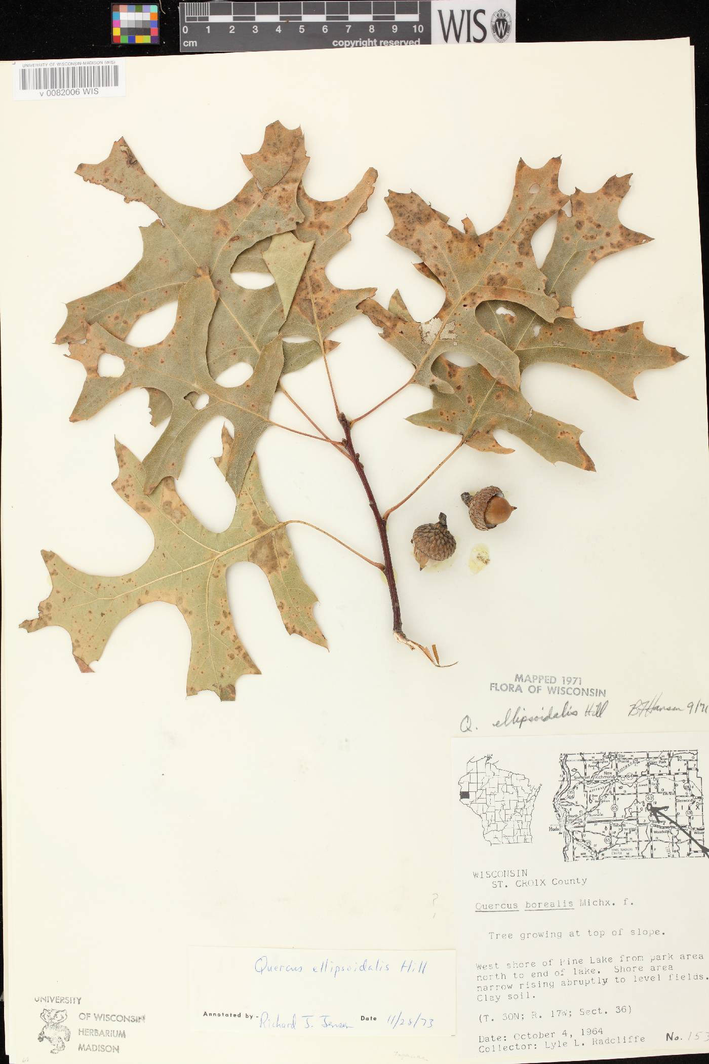 Quercus ellipsoidalis image