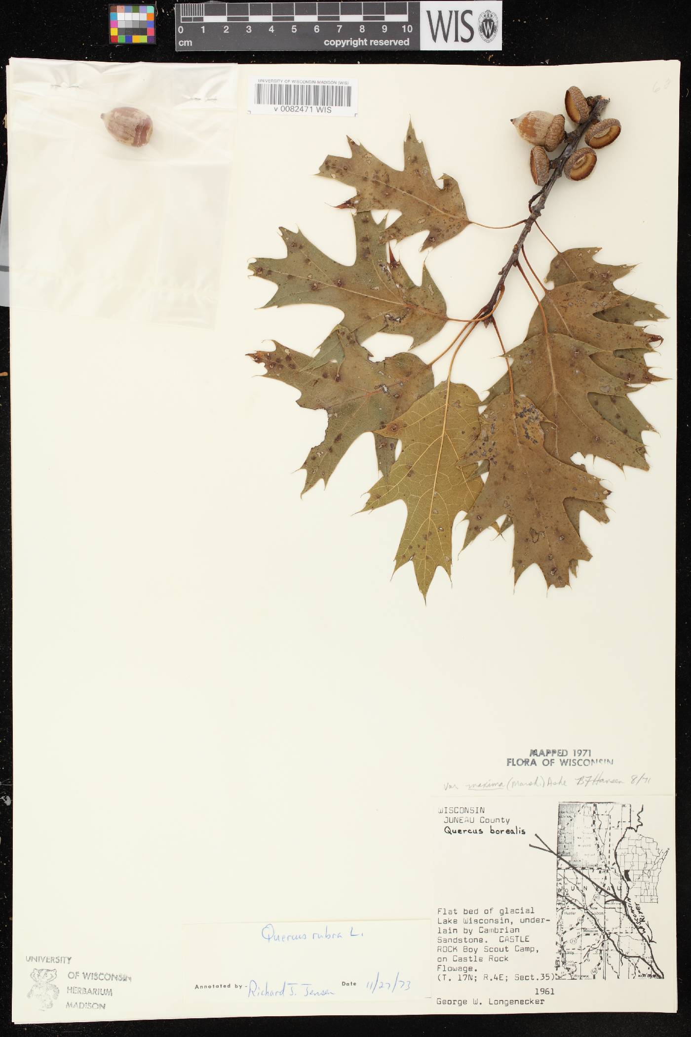 Quercus rubra image