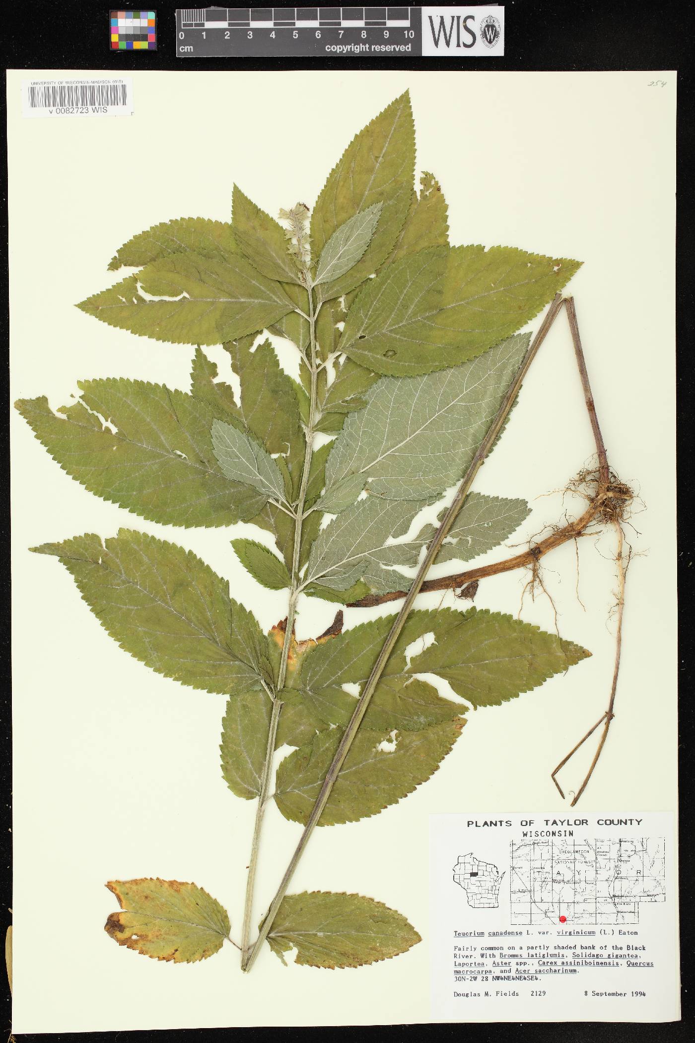 Teucrium canadense var. virginicum image