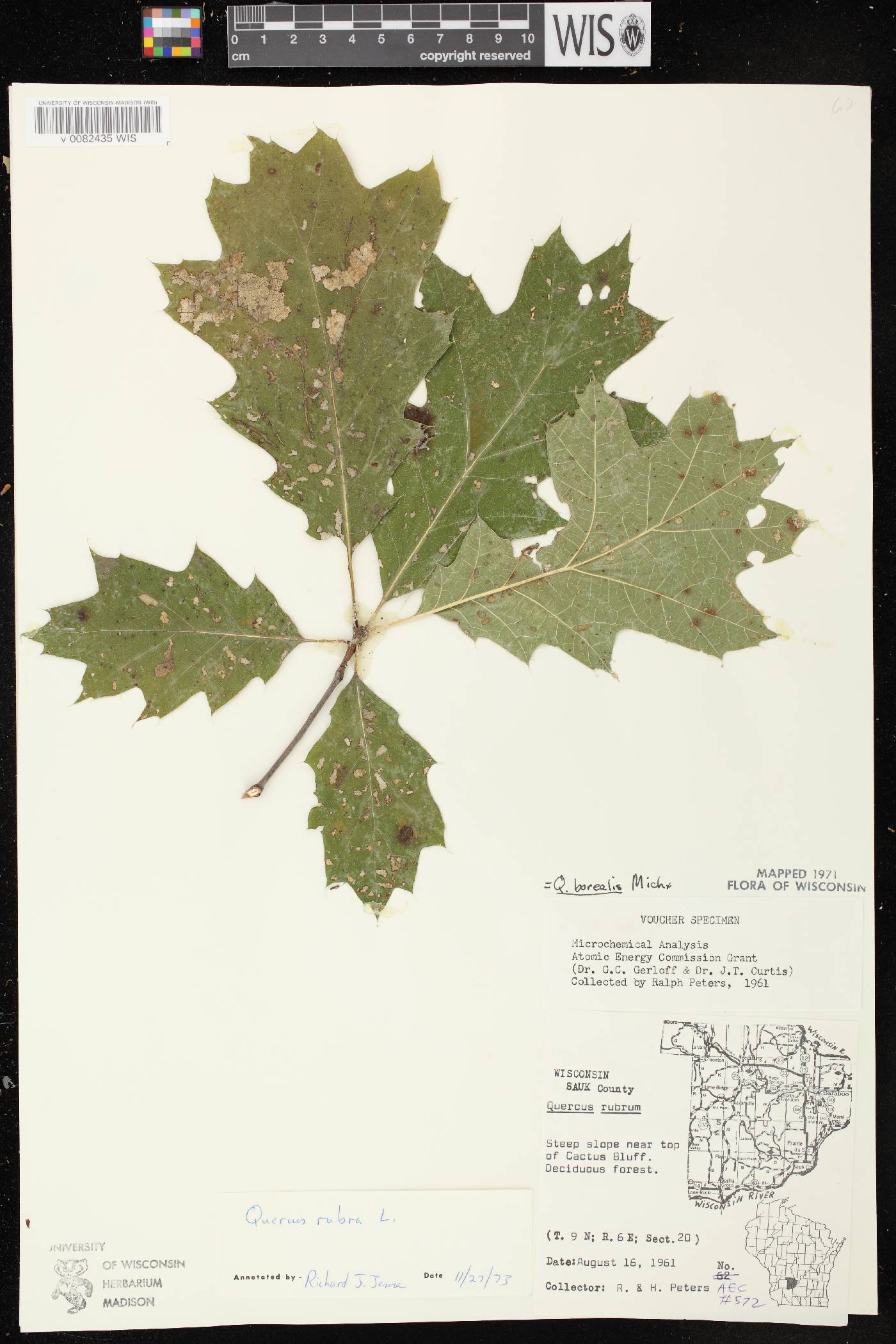 Quercus rubra image