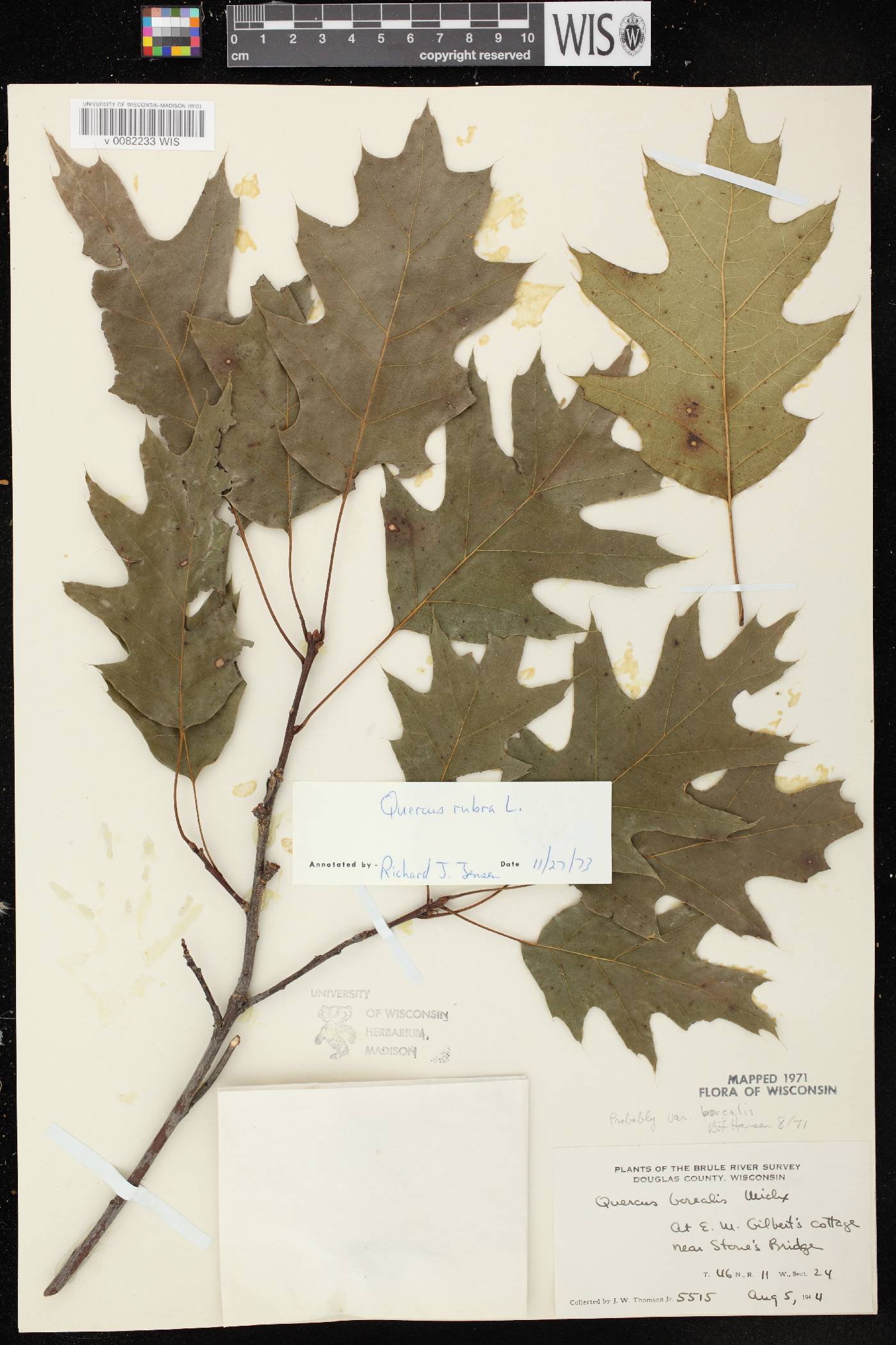Quercus rubra image