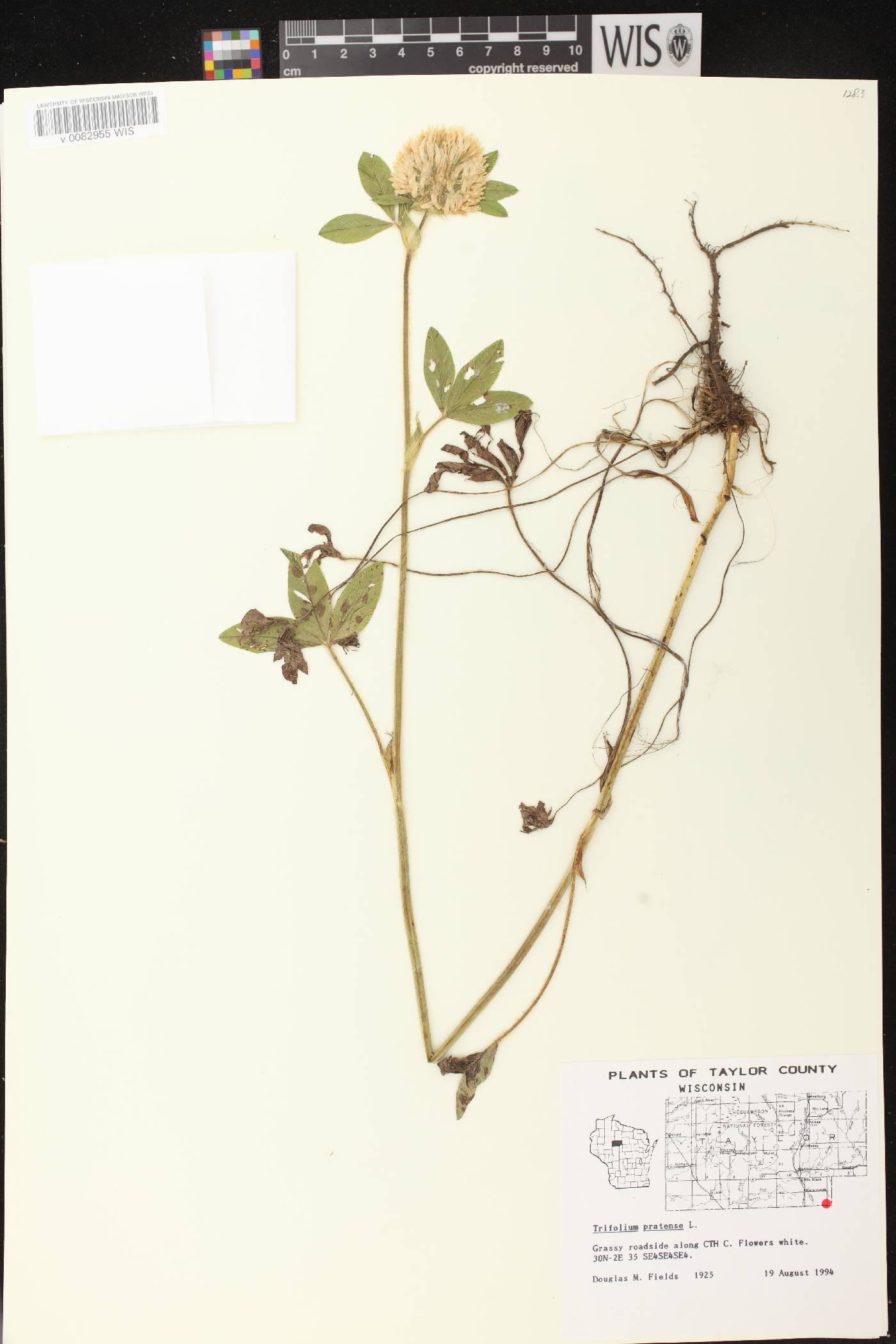 Trifolium pratense image