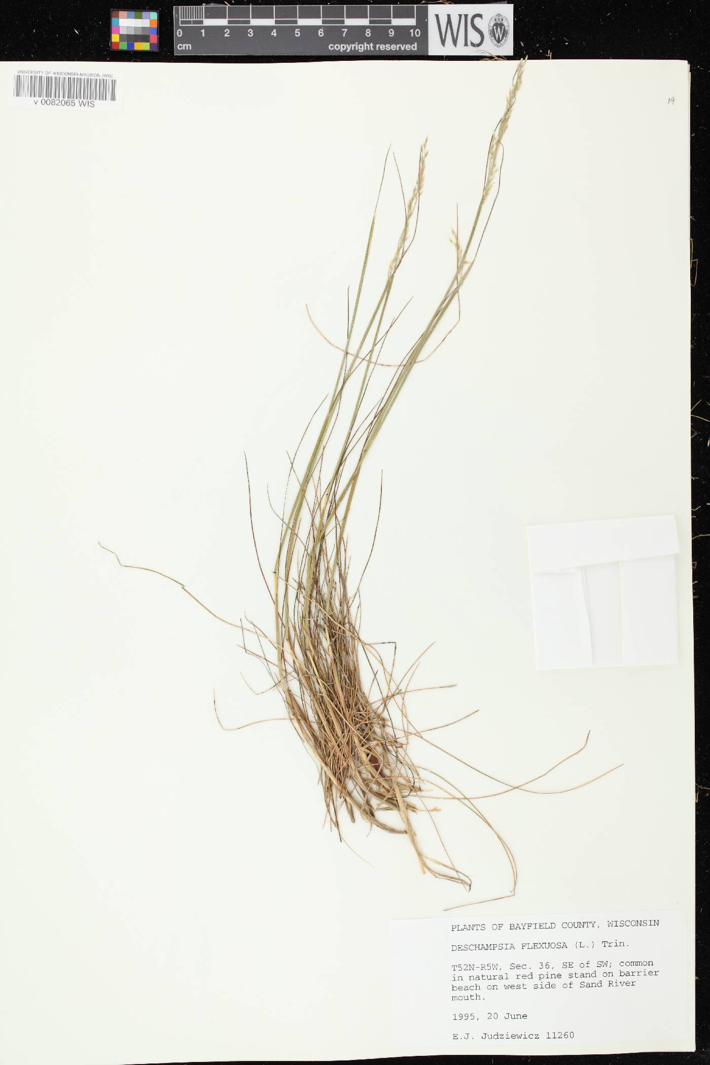 Avenella flexuosa image