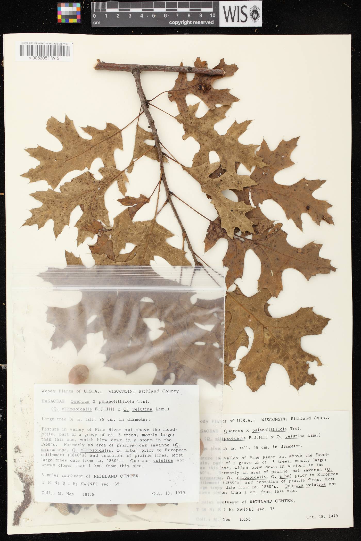 Quercus x palaeolithicola image