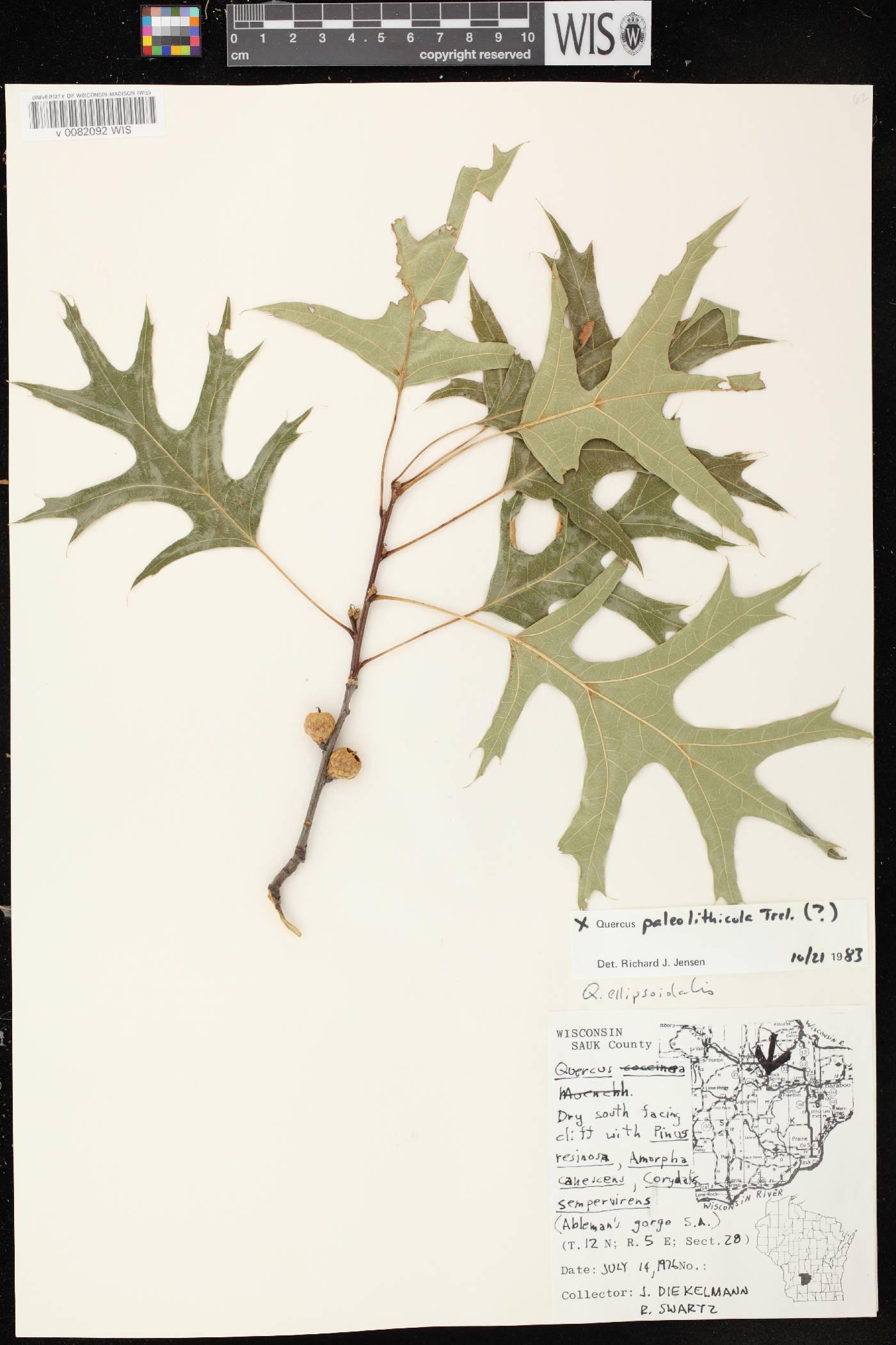 Quercus x palaeolithicola image